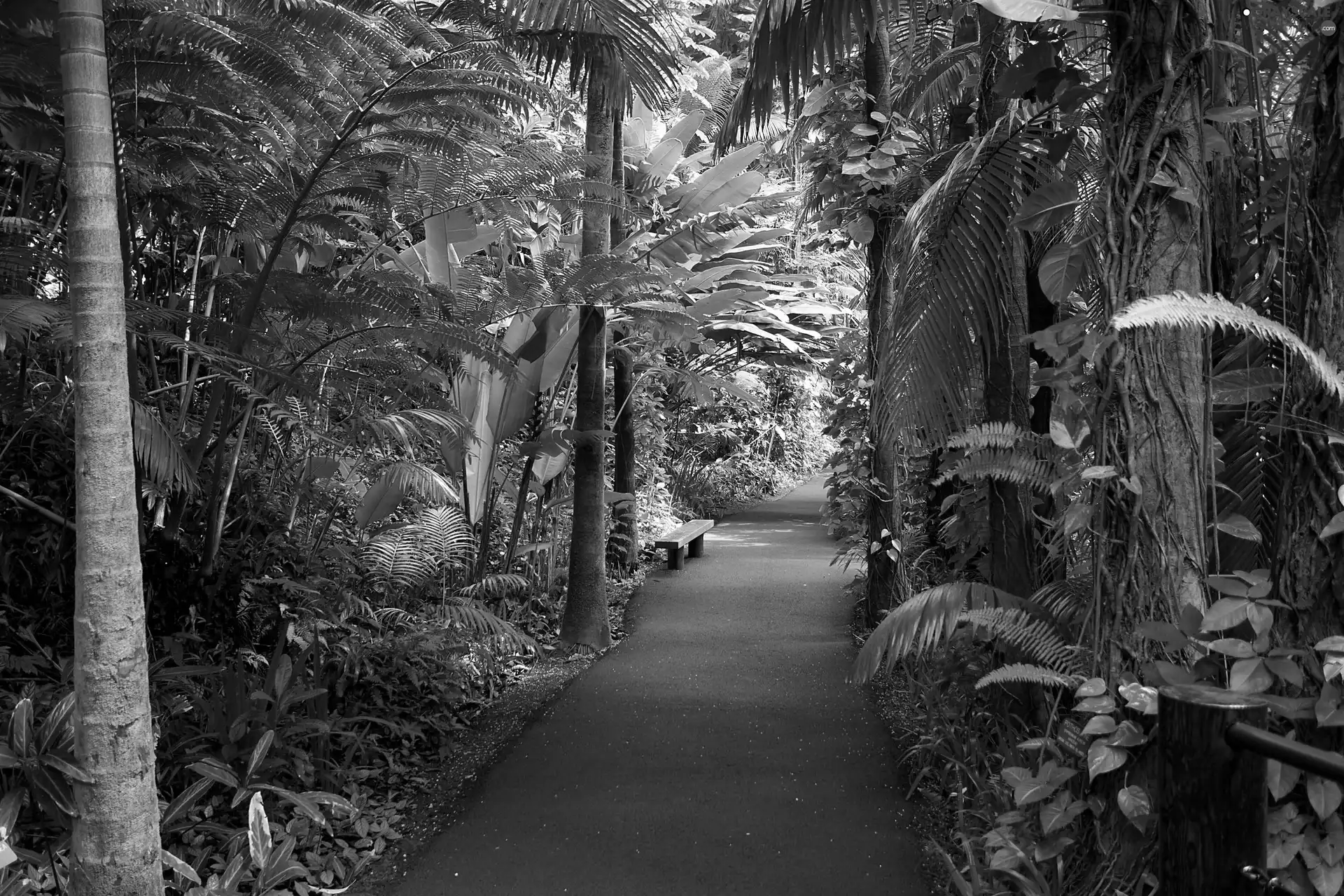 Aloha State Hawaje, botanical garden, alley, tropical