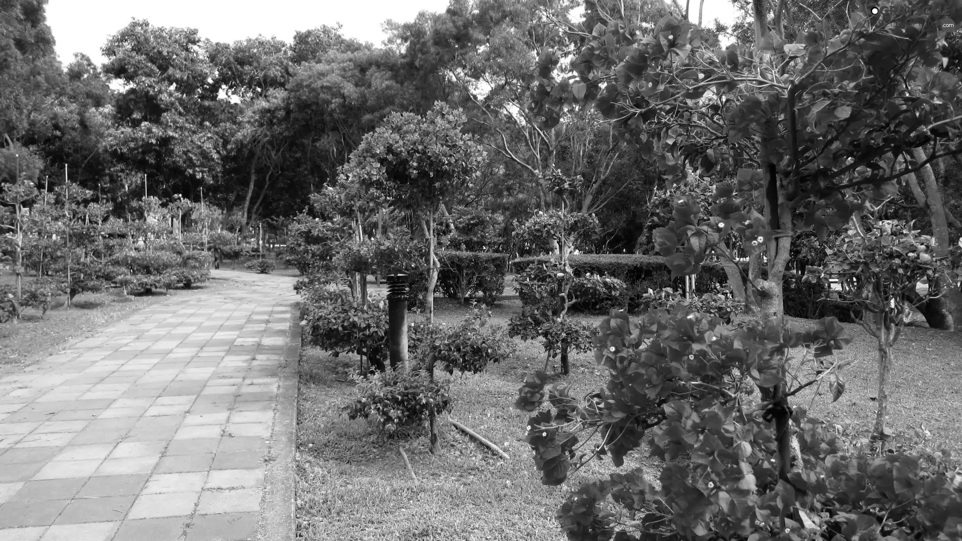 Garden, Bougainvillea