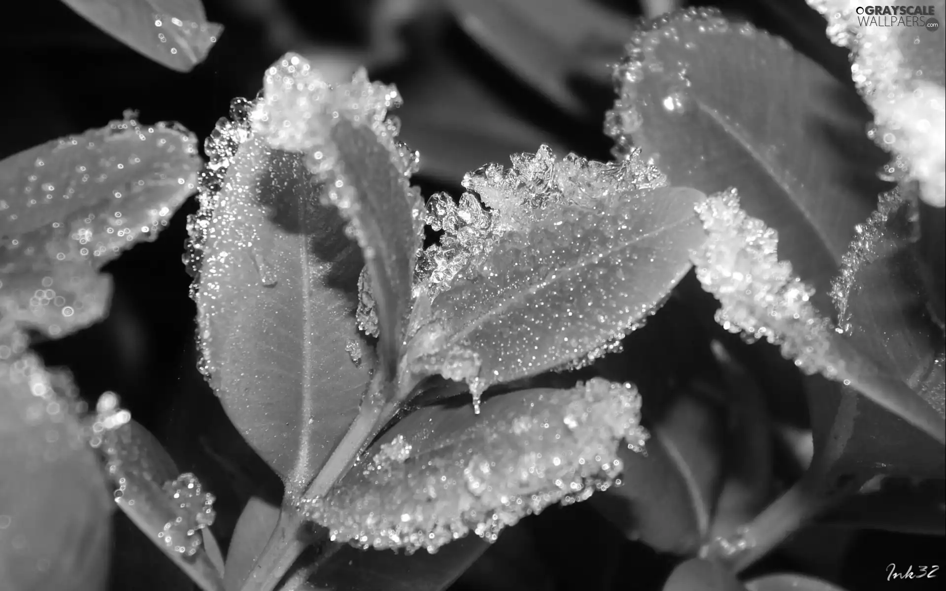 White frost, Leaf, Boxwood