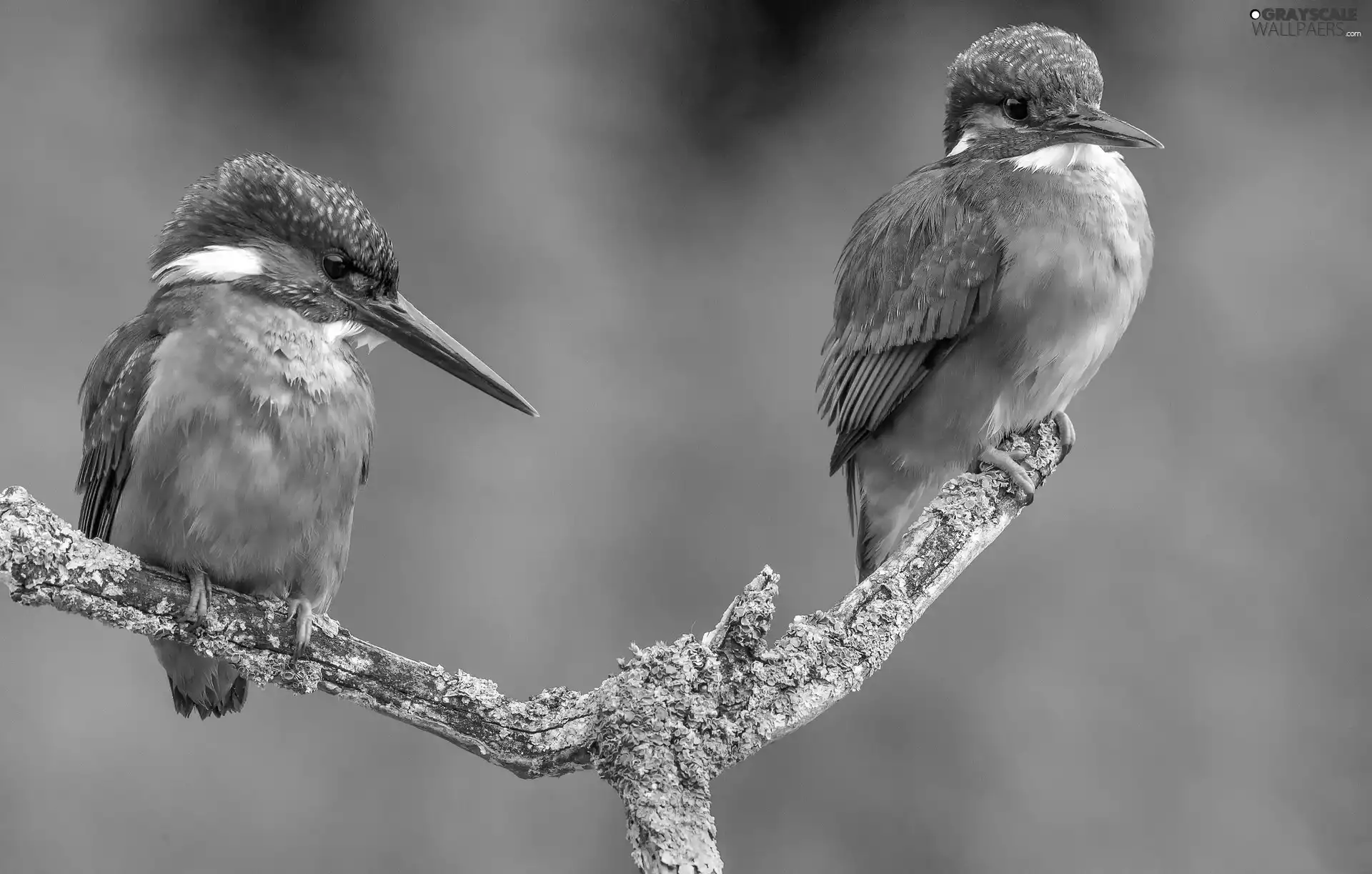 kingfishers, branch