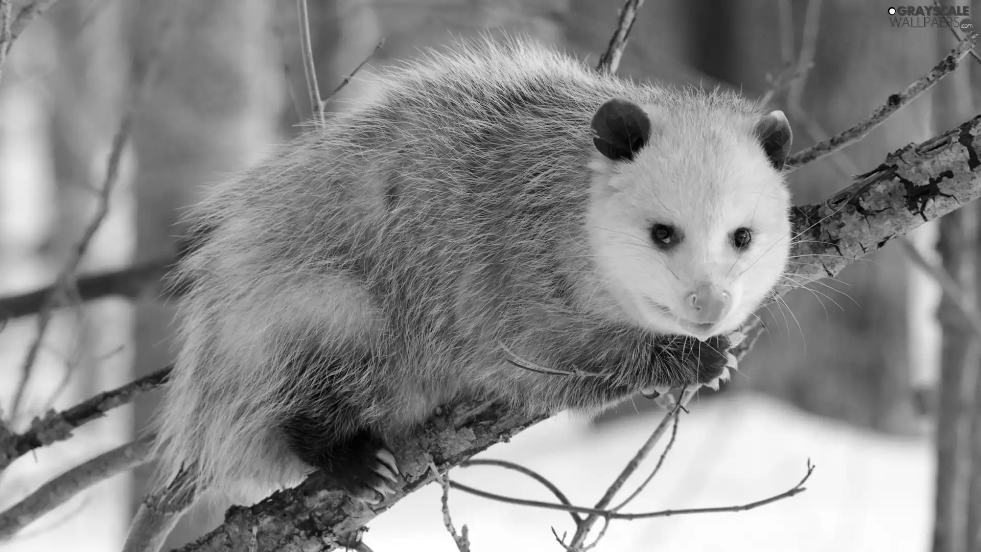 opossum, branch