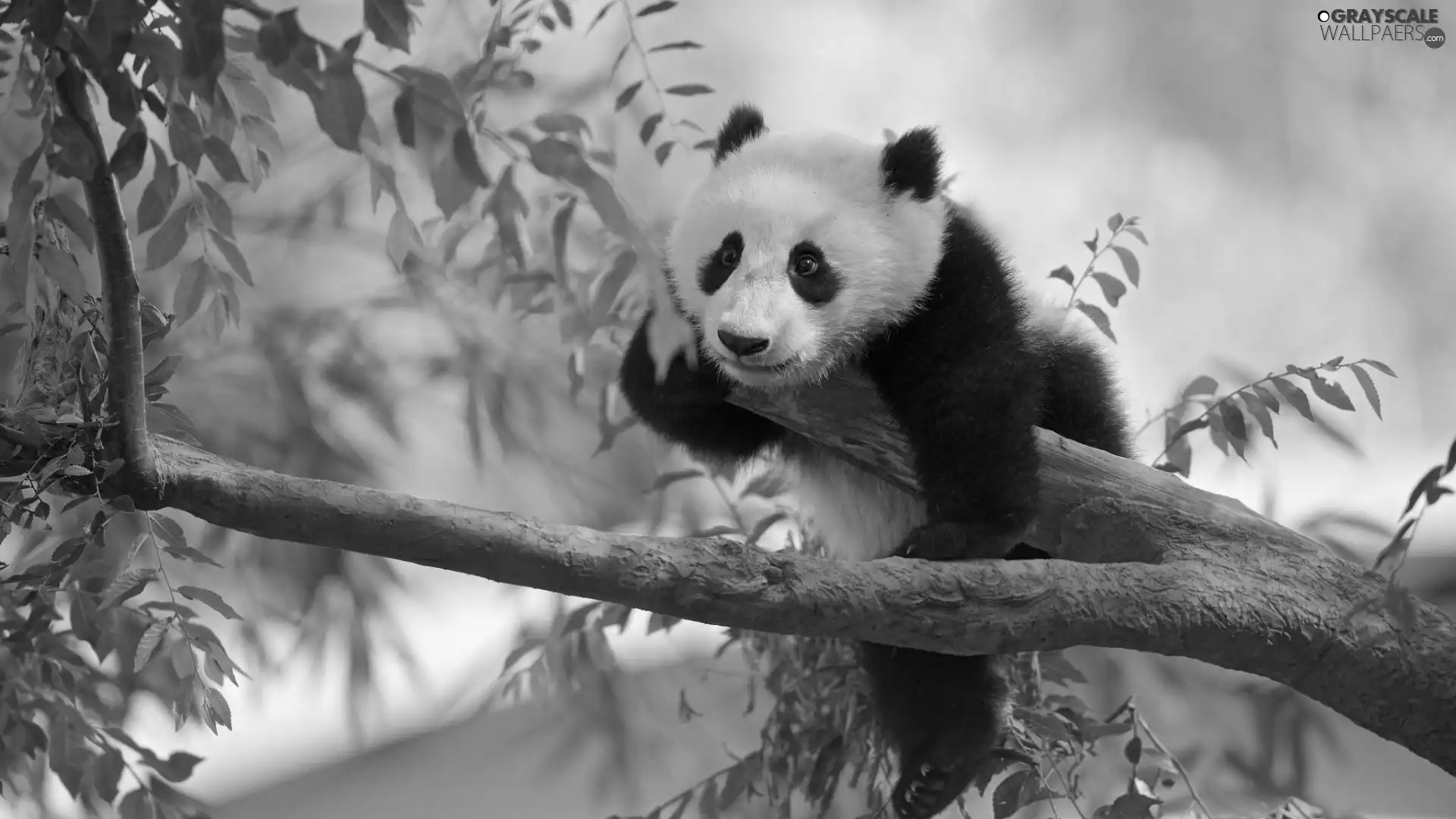Panda, branch pics, Leaf, trees