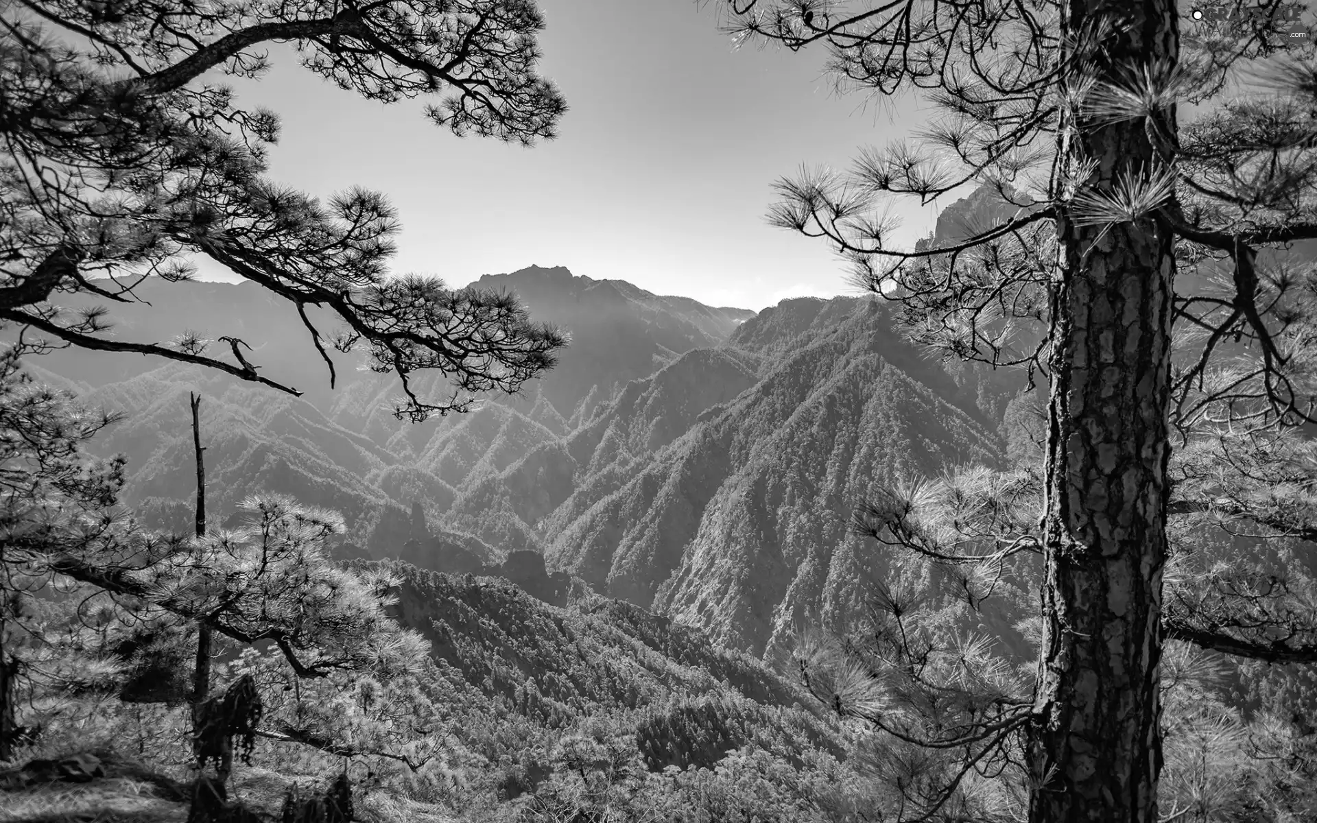Mountains, forested, viewes, branch pics, trees, peaks