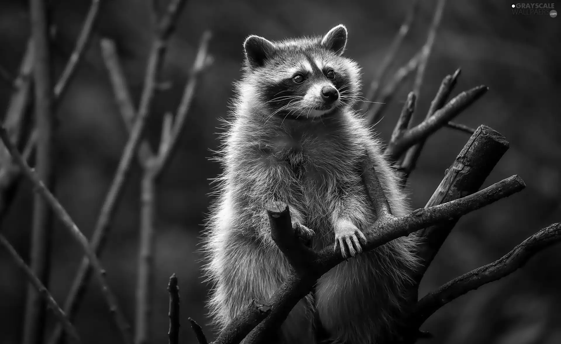 raccoon, branches