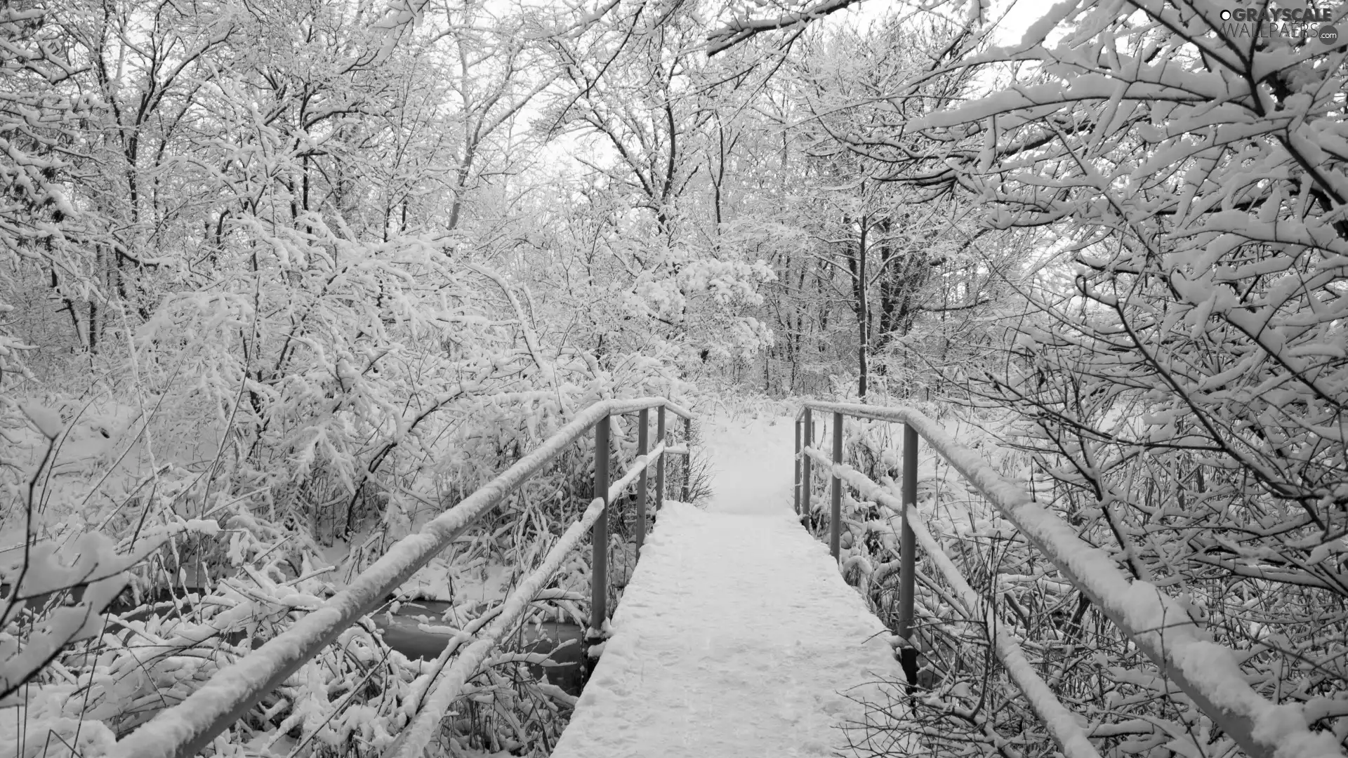 trees, winter, forest, bridge, viewes, snow