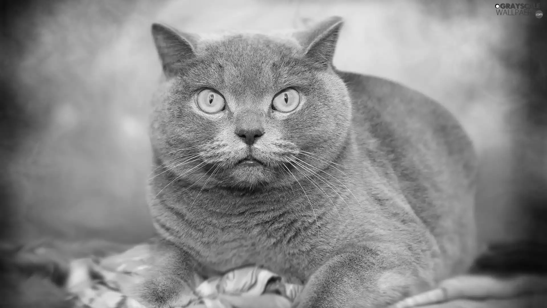 Yellow, Eyes, lying, British Shorthair Cat, Gray