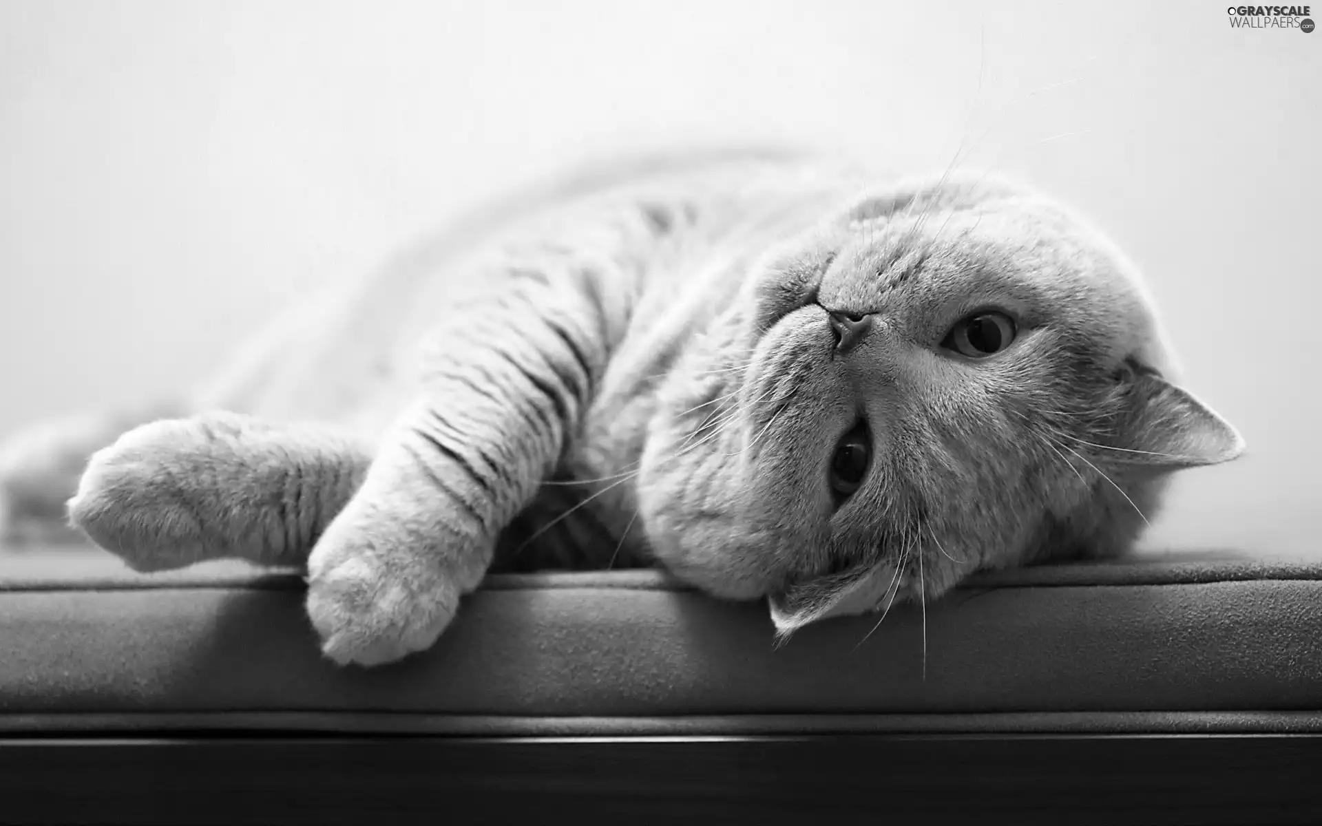 British Cat, mattress