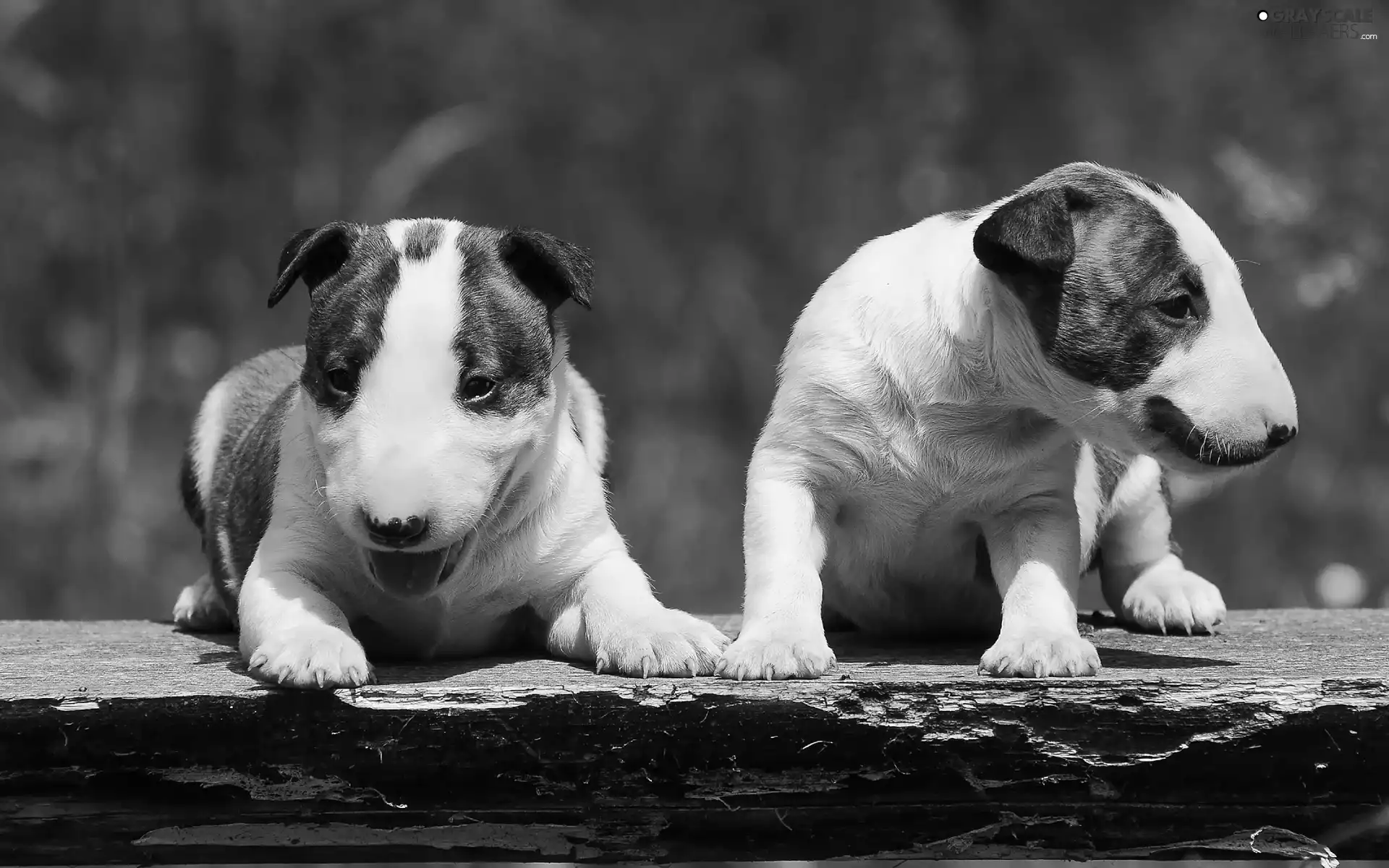 Dogs, white and brown, Bulteriery, puppies
