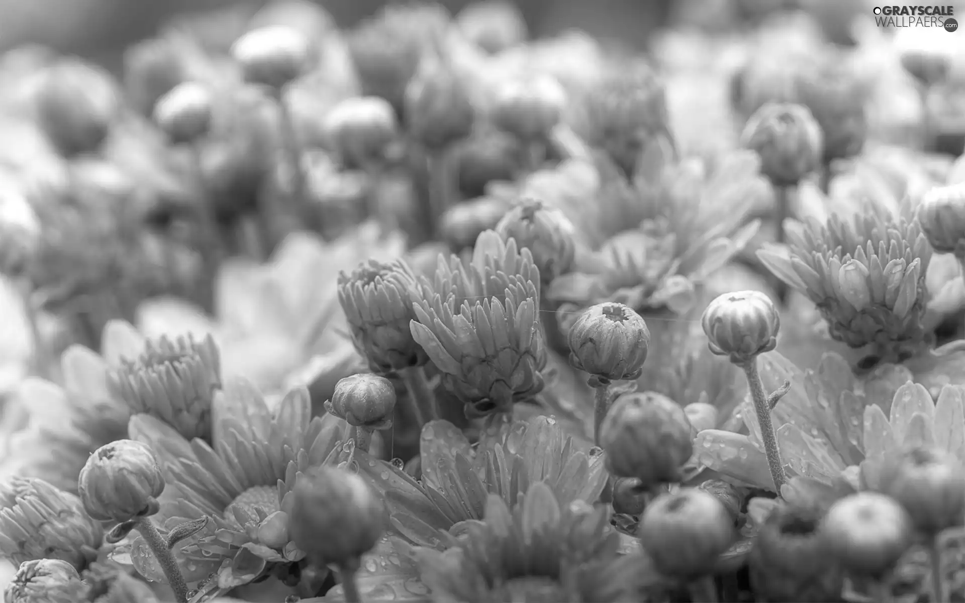 Buds, change, Chrysanthemums