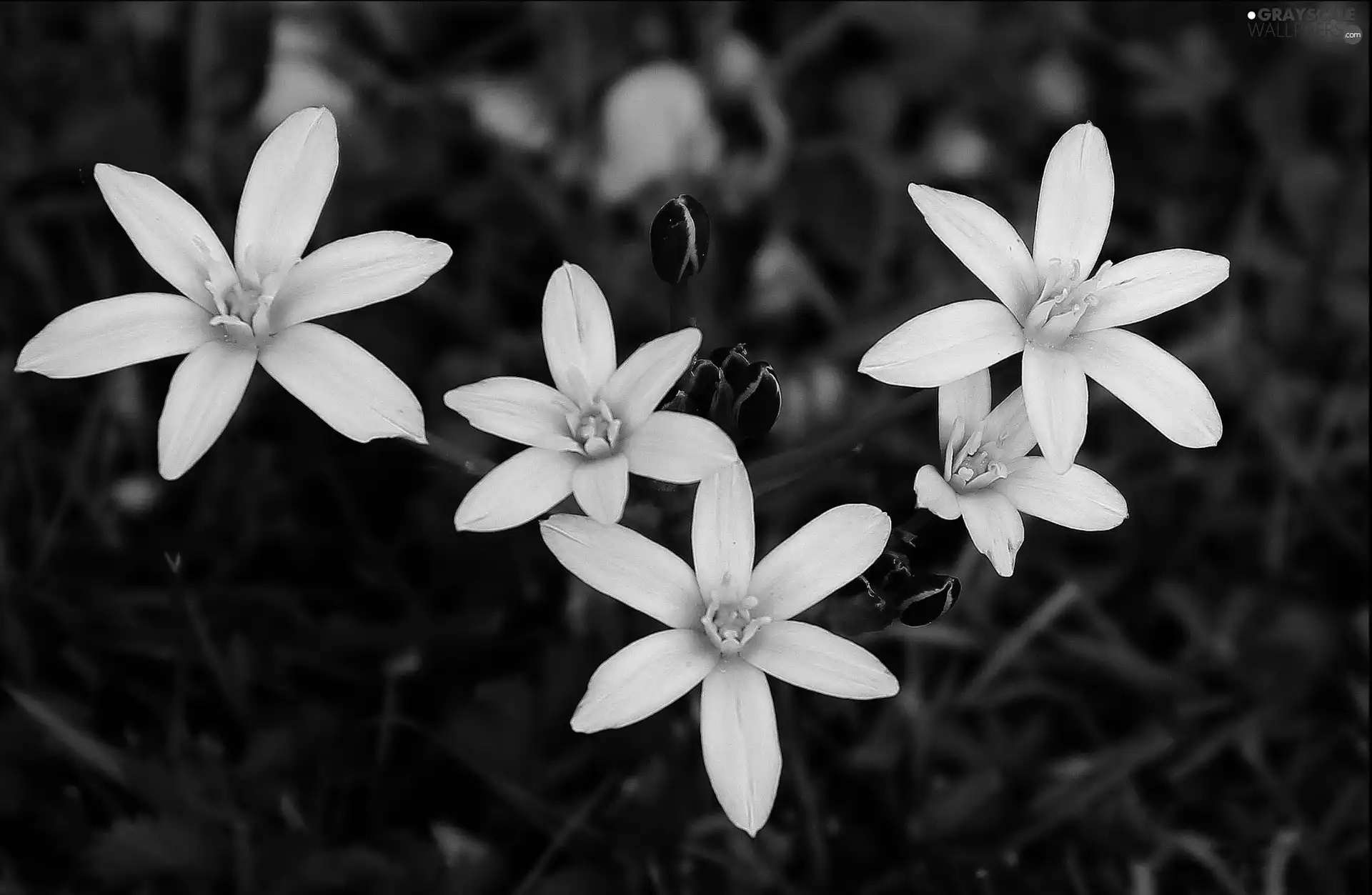 Ornithogalum, White, Flowers