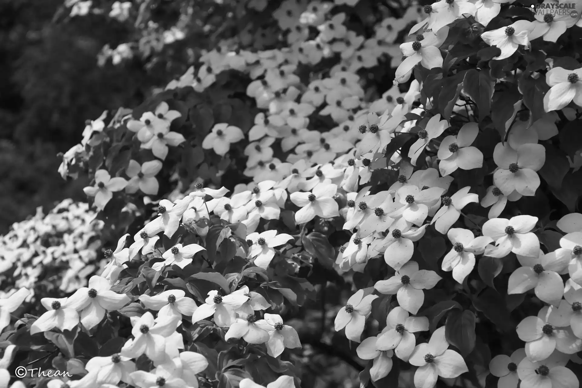 White, Bush, dog-wood, Flowers