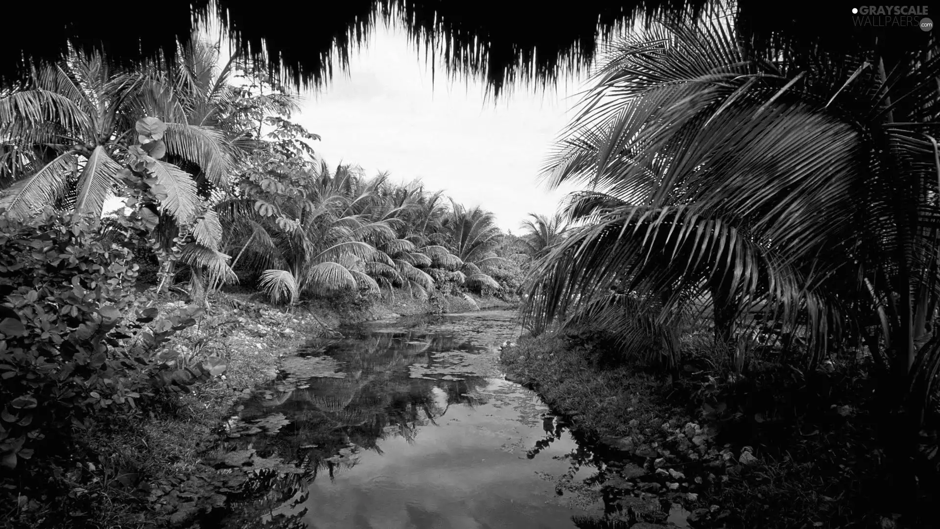 Bush, River, Palms