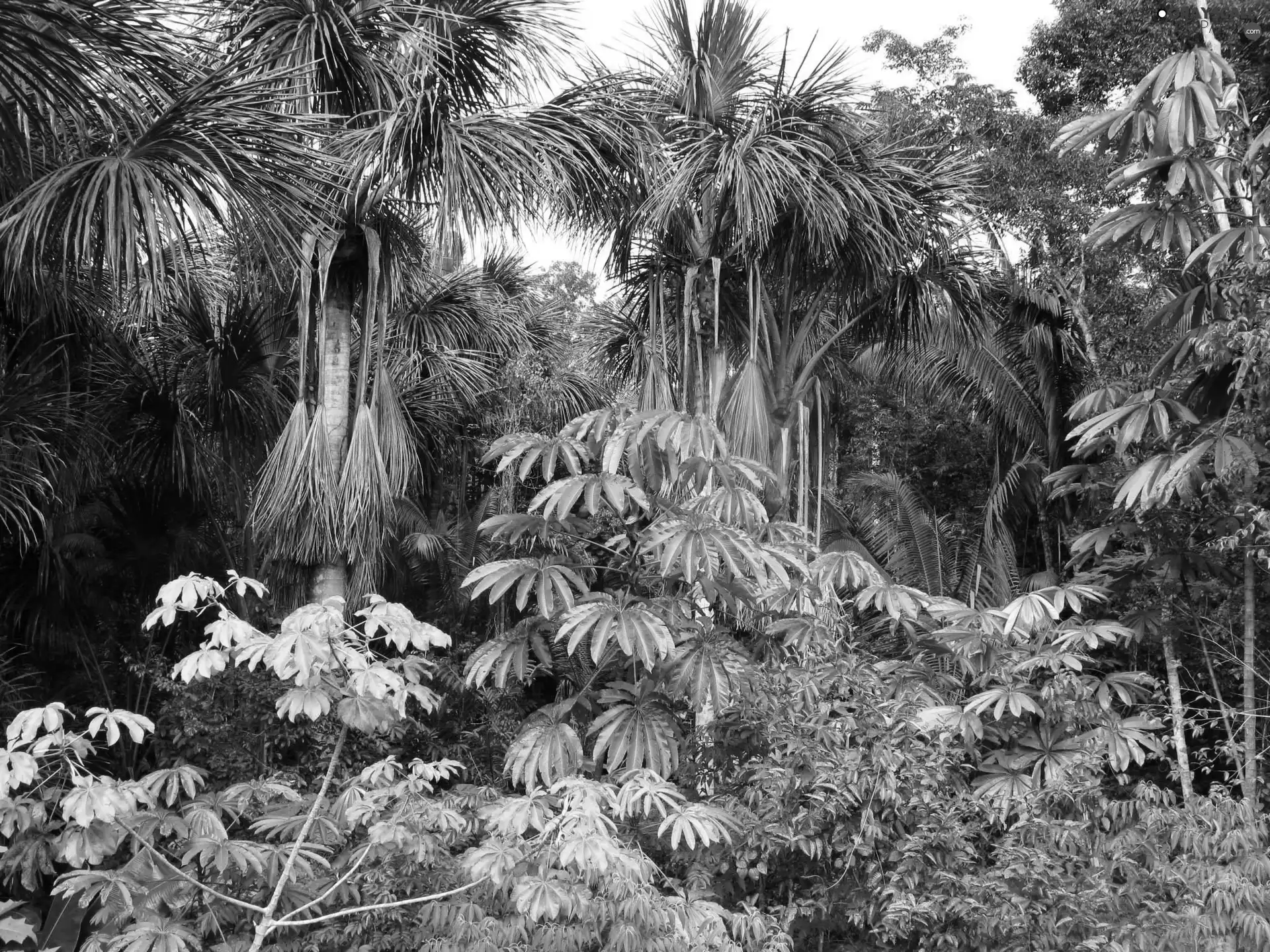 Palms, Bush
