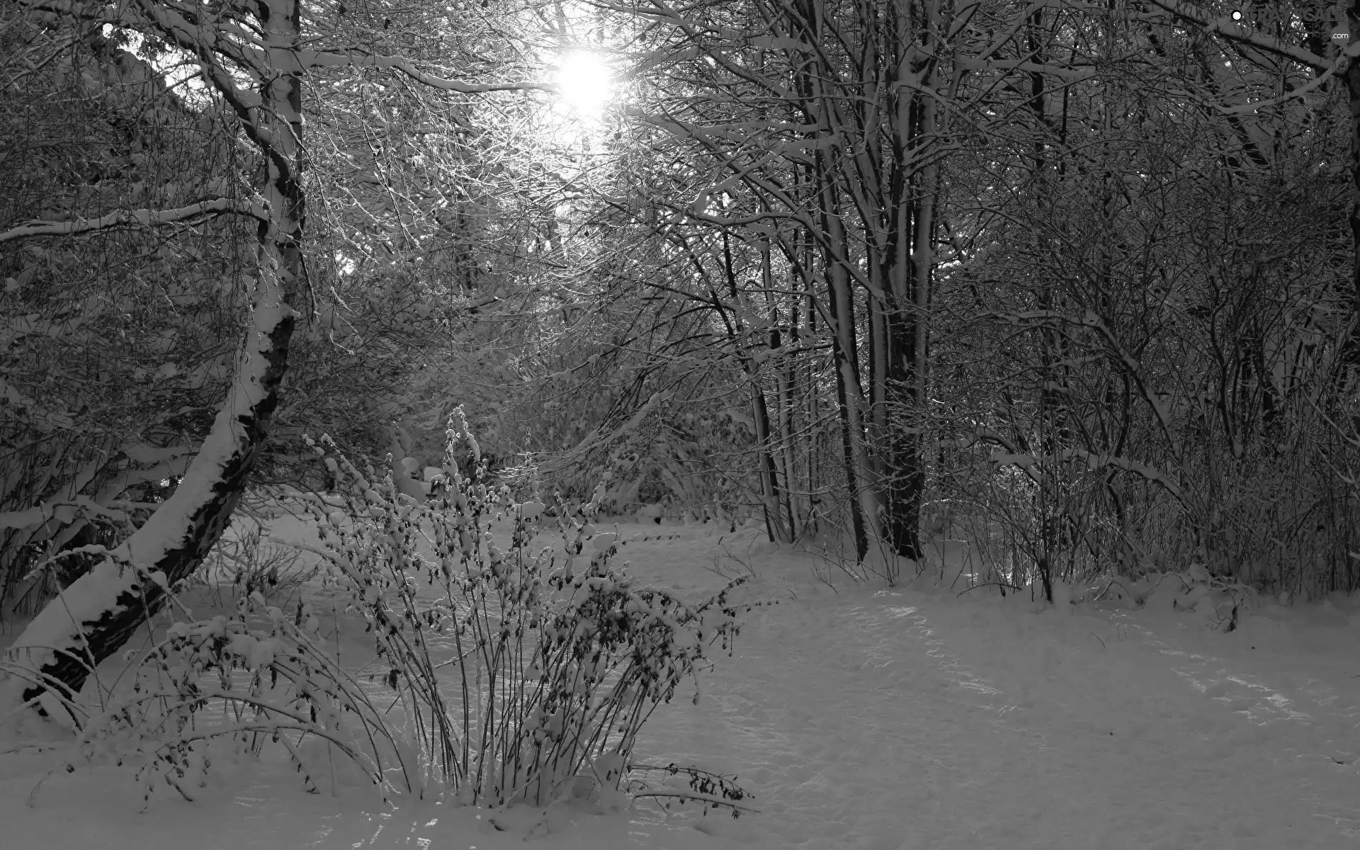 forest, winter, viewes, Bush, trees, snow
