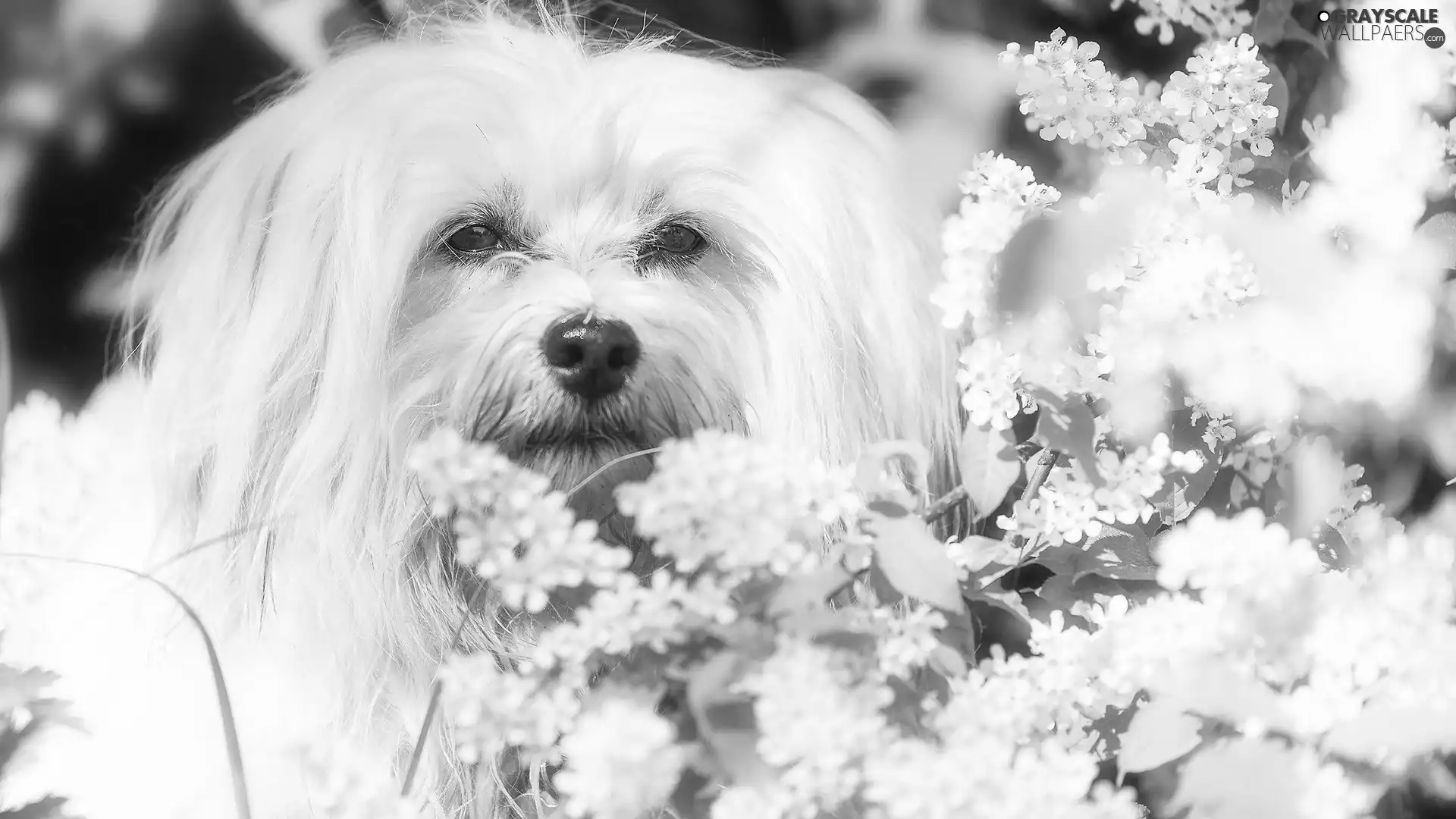 flower, Bush, White, dog, Maltese