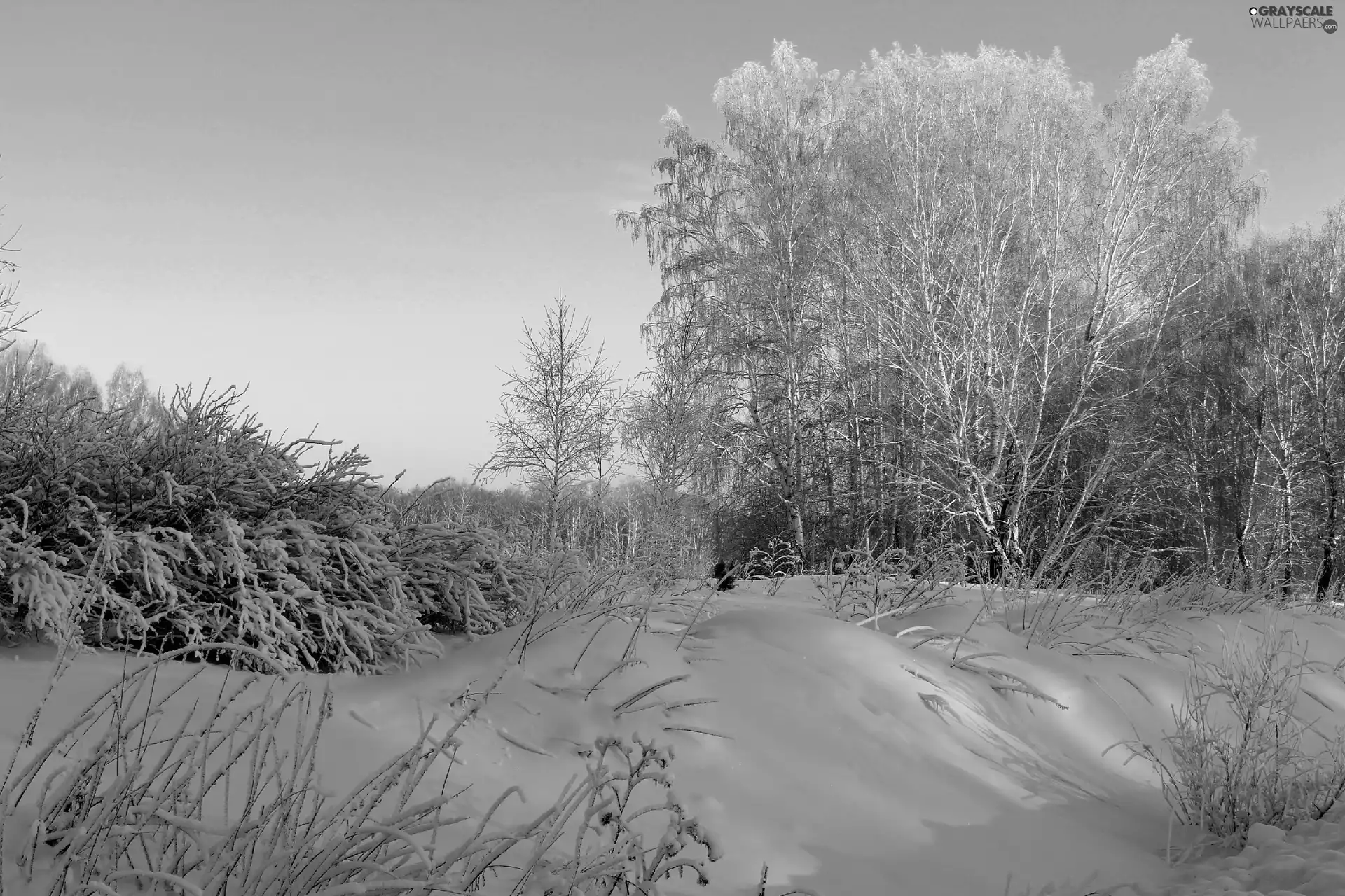 winter, viewes, bushes, trees