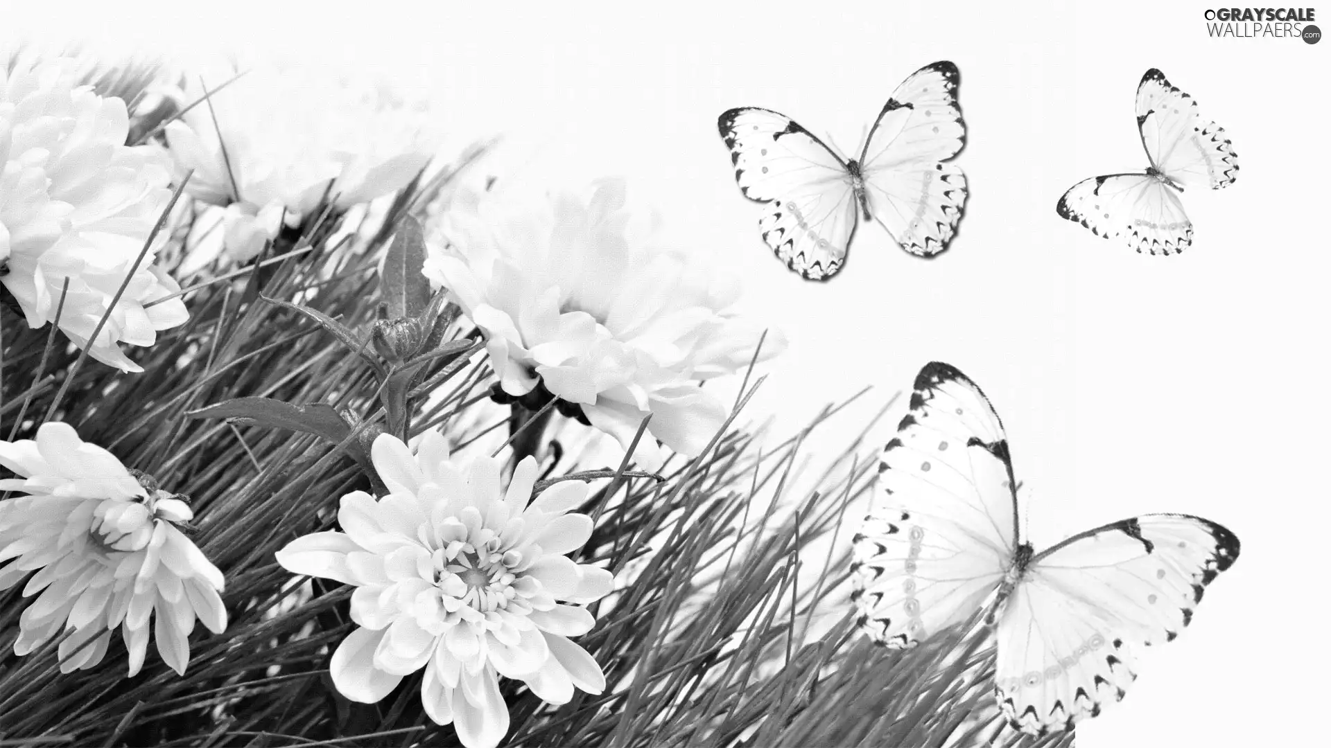 butterflies, White, Flowers