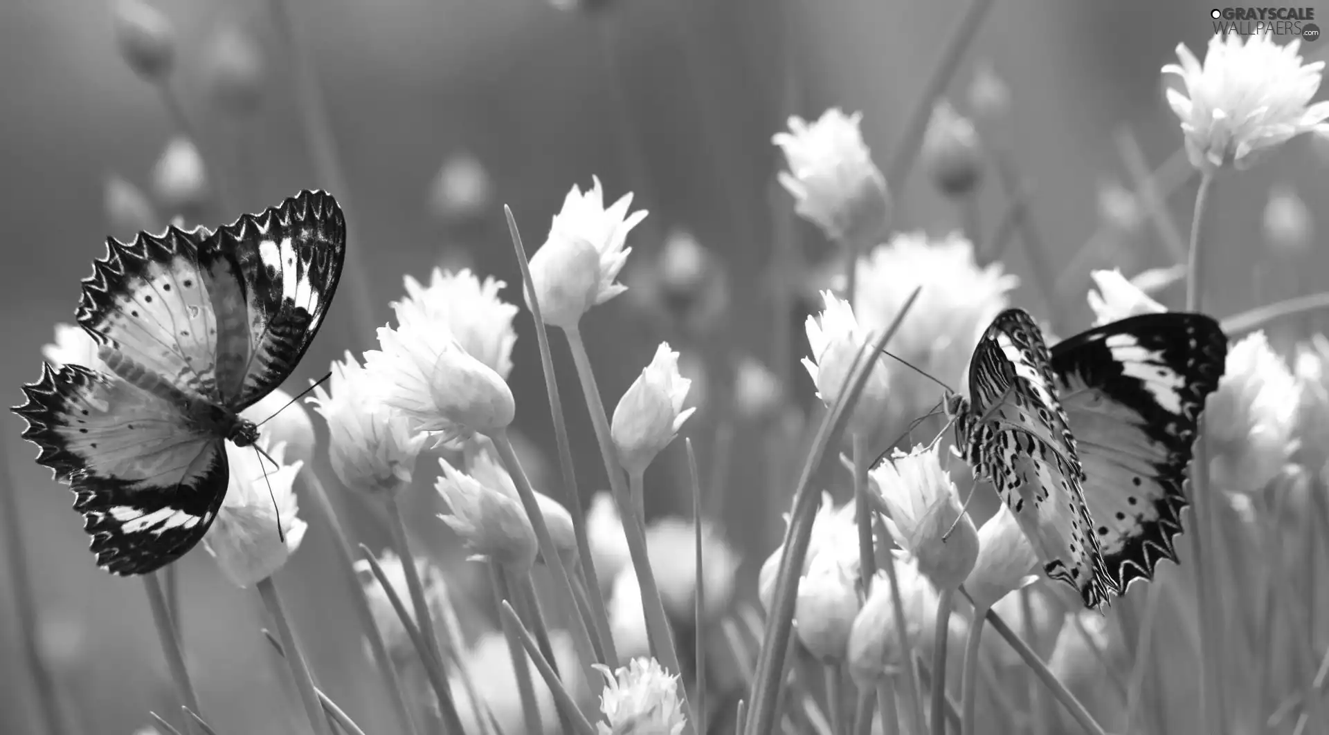 butterflies, White, Flowers