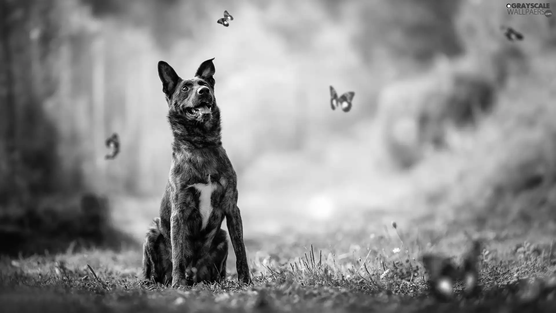 butterflies, dog, lea
