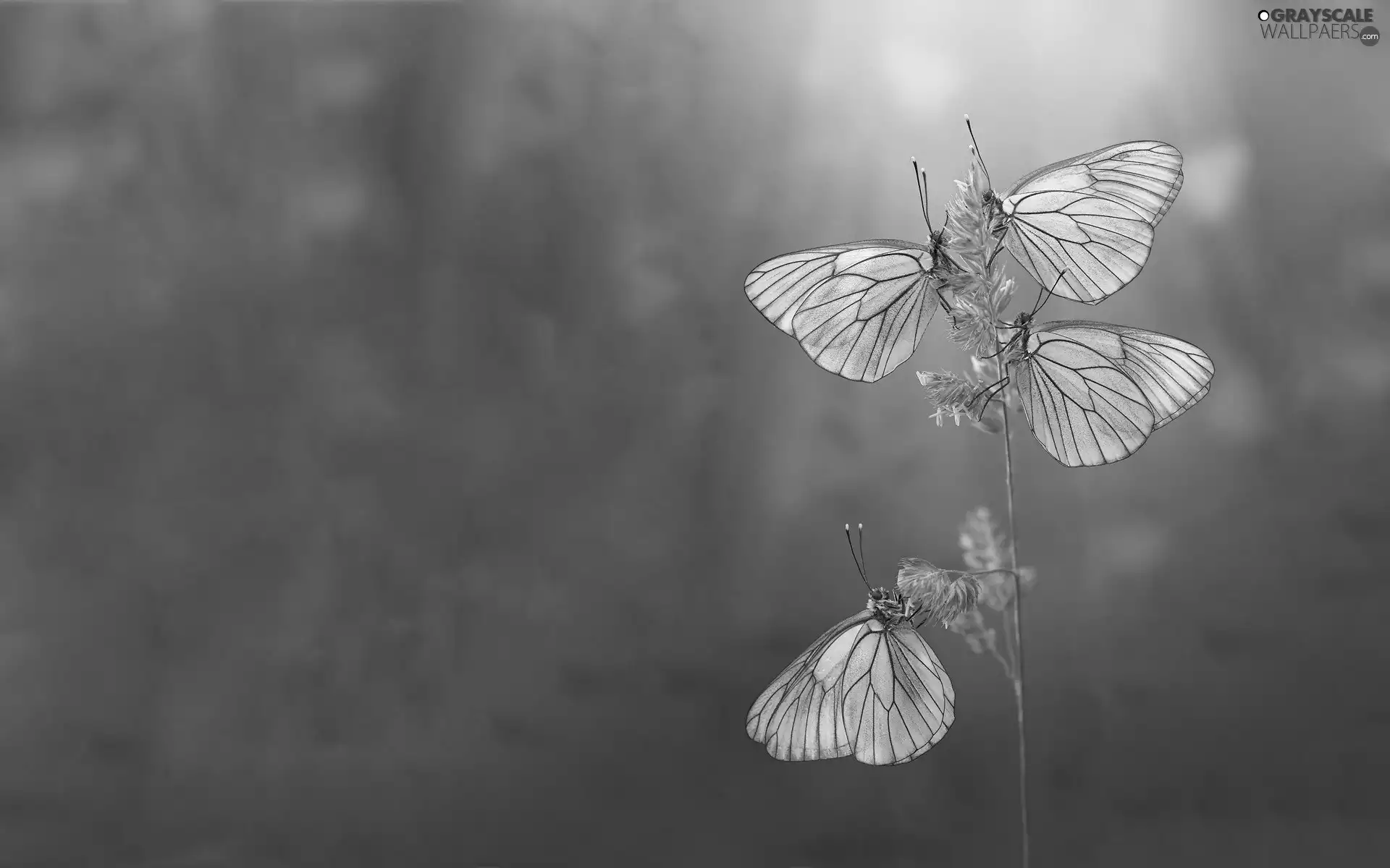 butterflies, beatyfull, Silver