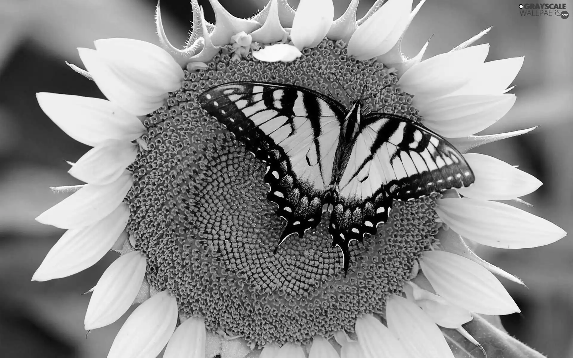 Oct Queen, Sunflower, butterfly