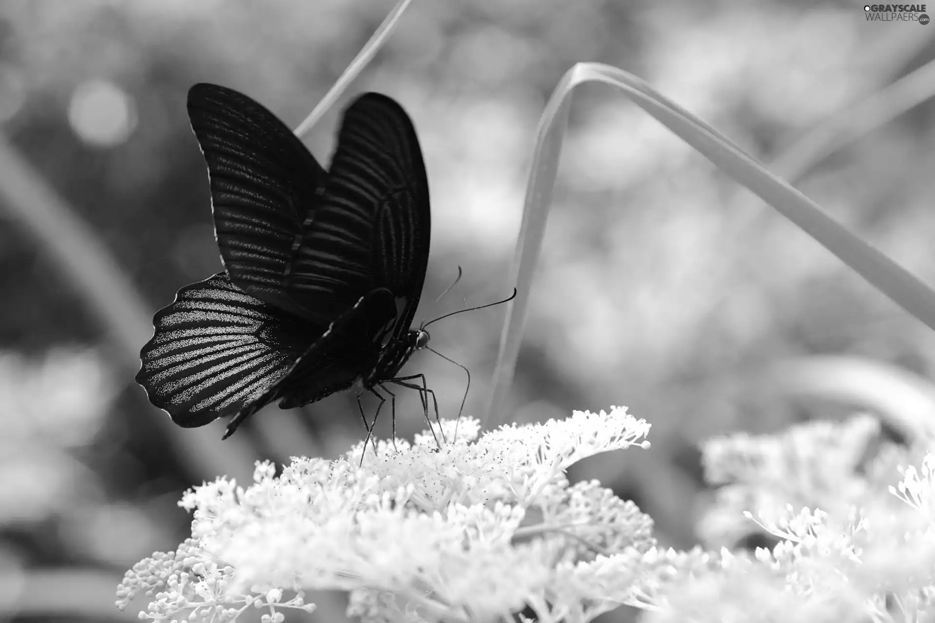 butterfly, black, blue