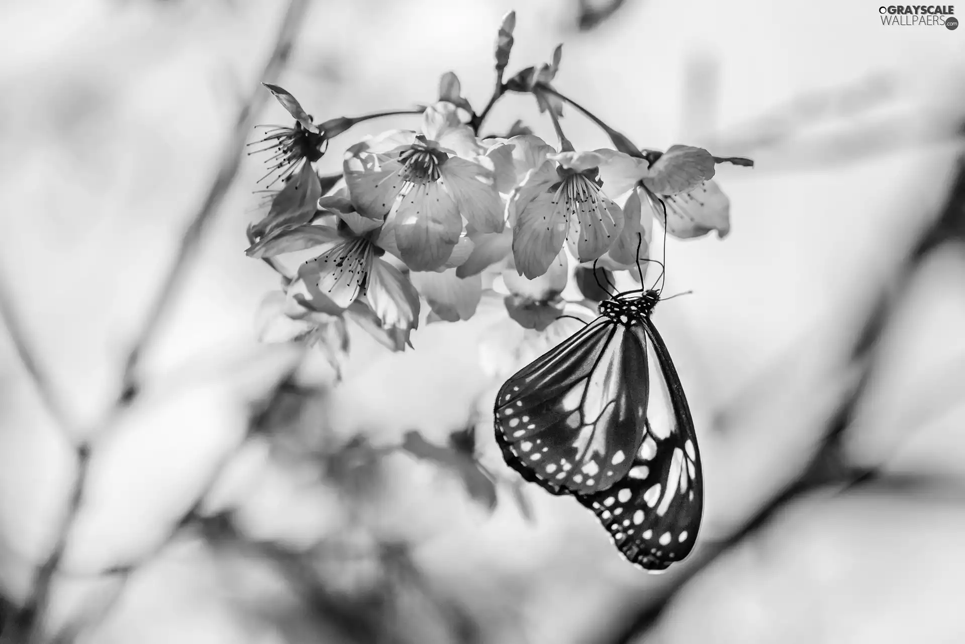 trees, Flowers, butterfly, Close, viewes, fruit