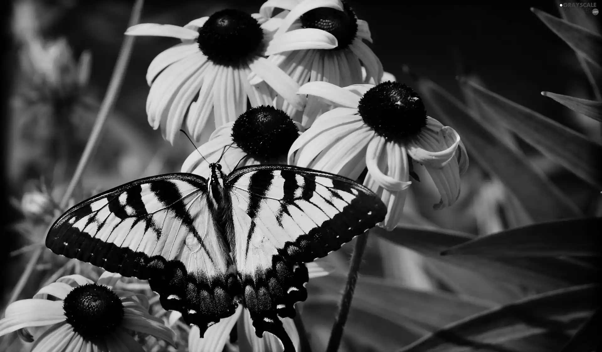 butterfly, Oct Queen, Flowers, Rudbeckia, Yellow