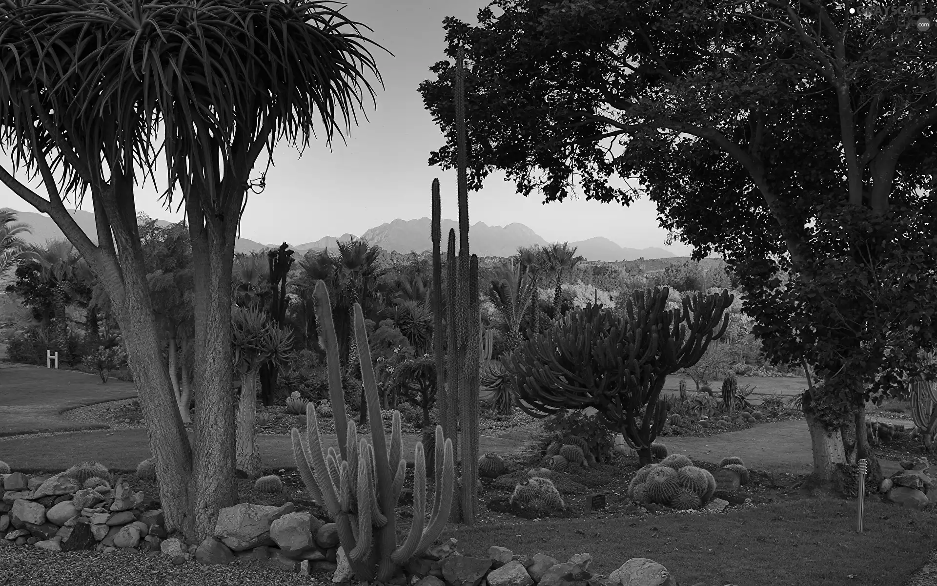 Park, trees, viewes, Cactus
