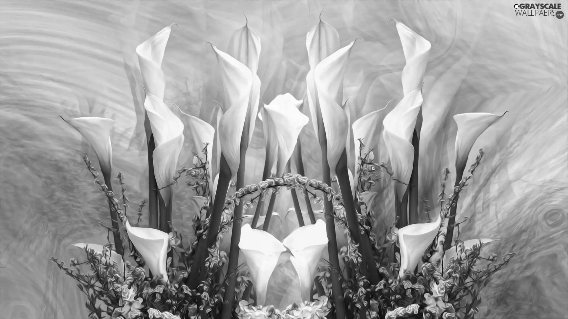 Flowers, Calla, 2D Graphics, White