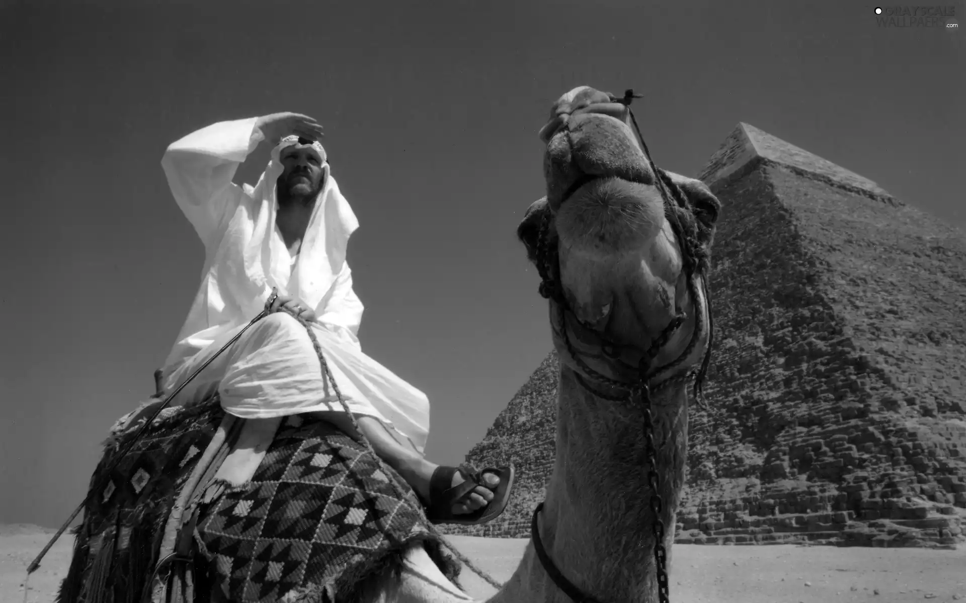 a man, Pyramid, Camel