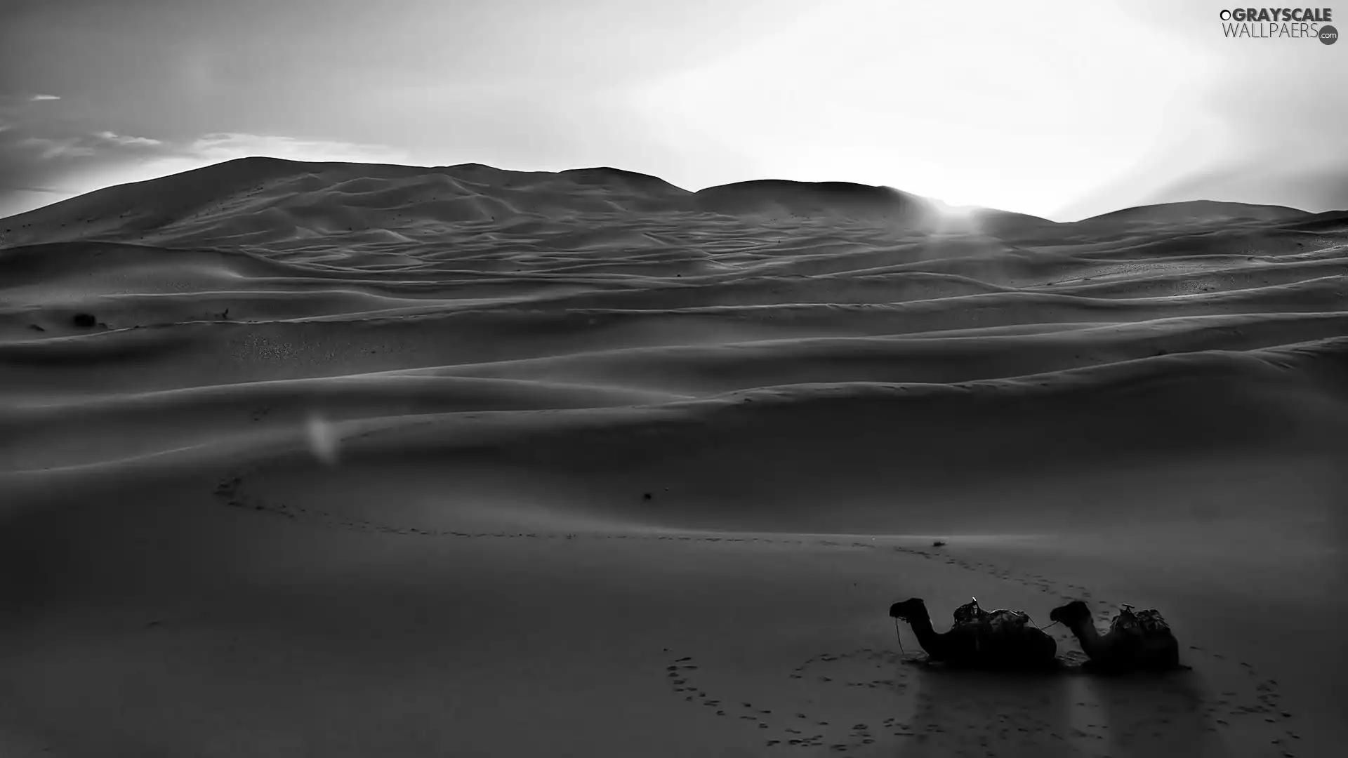 Camels, Desert, dawn