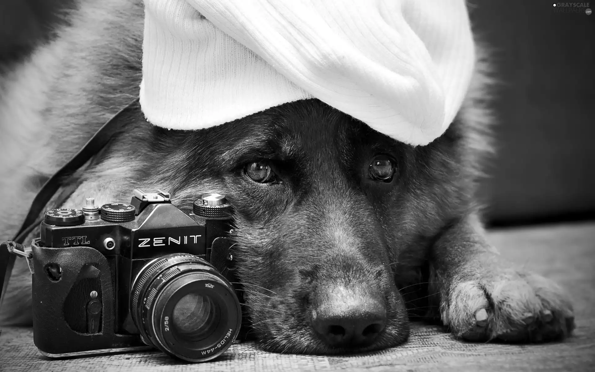 sheep-dog, Hat, Camera, german