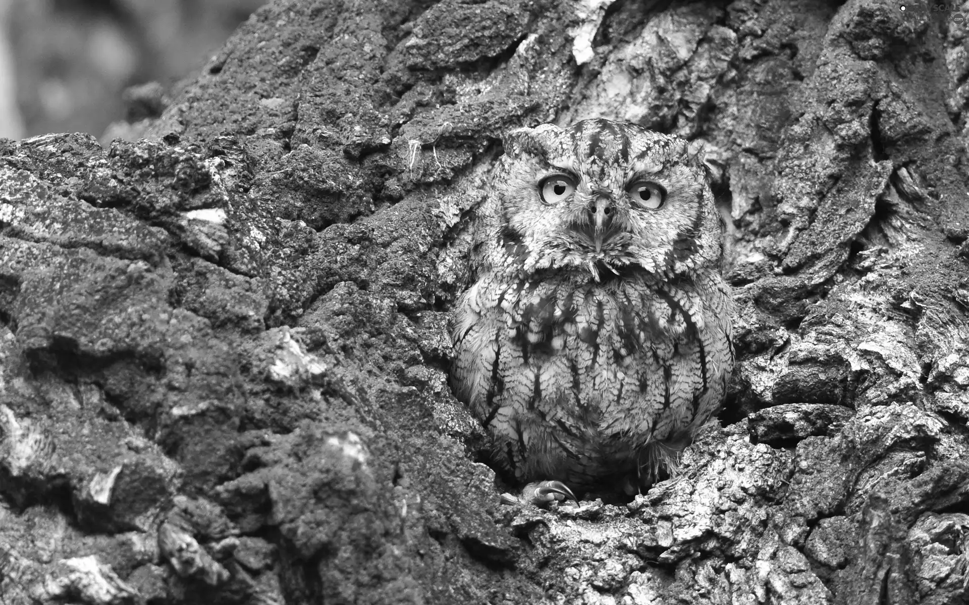 owl, trees, camouflage, hollow