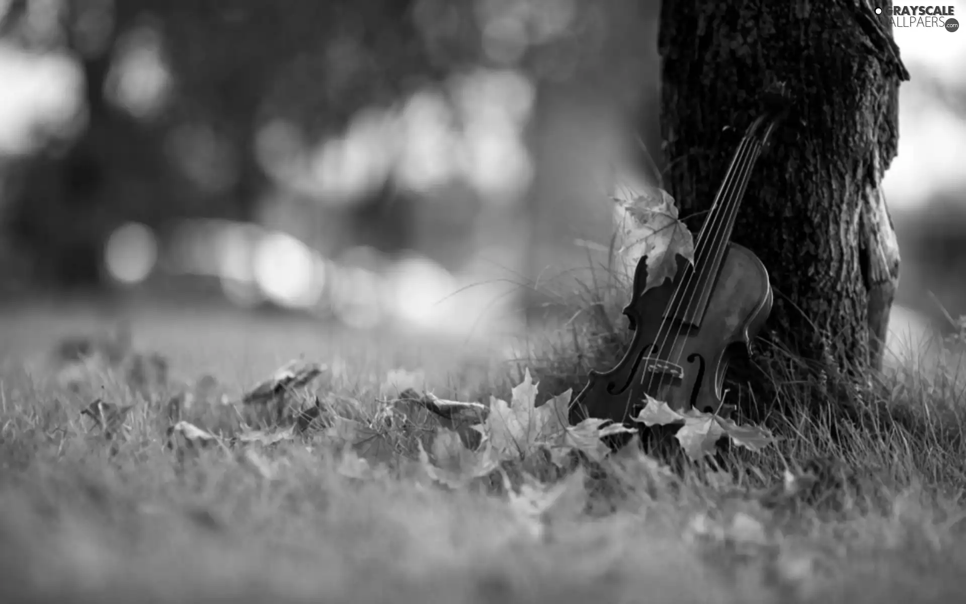 trees, car in the meadow, Leaf, violin