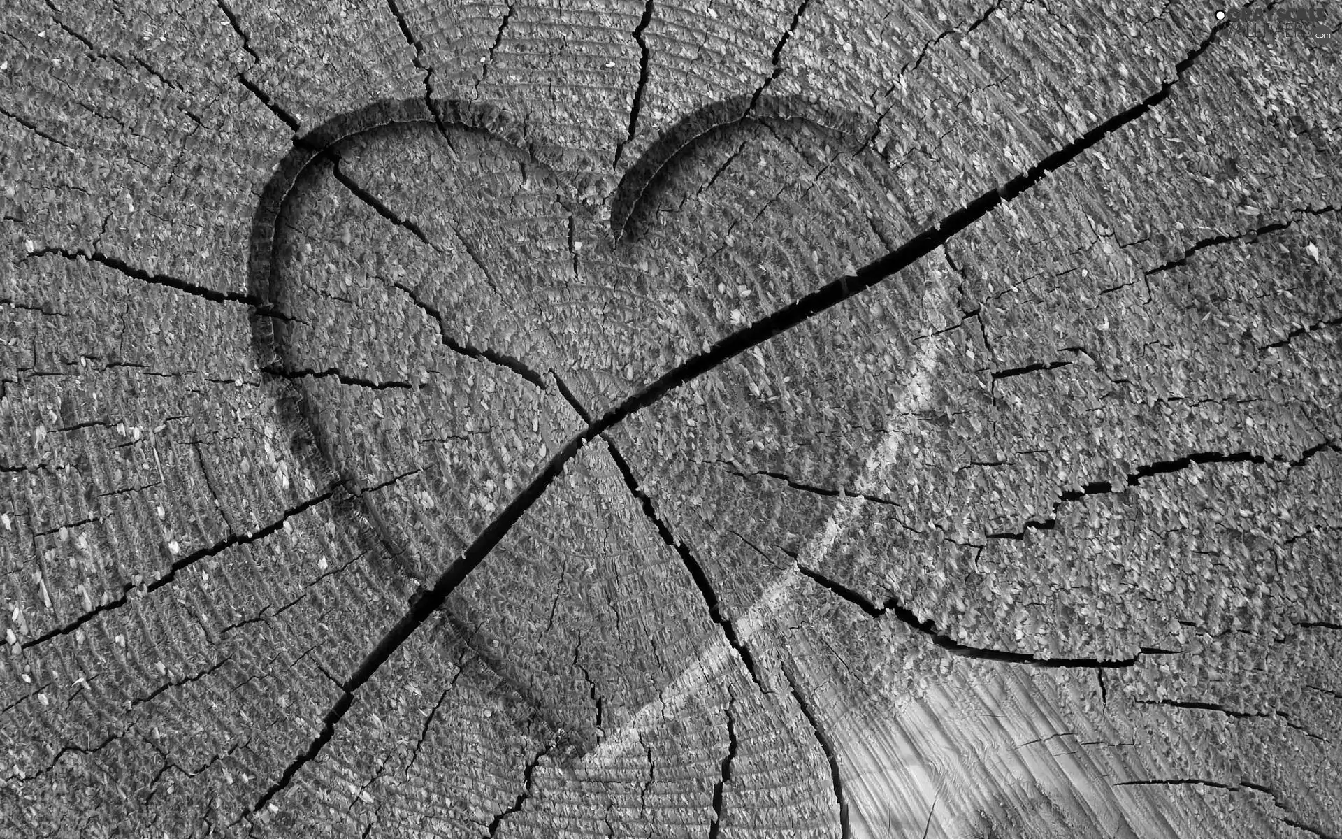 carved, Heart, trees, viewes, trunk