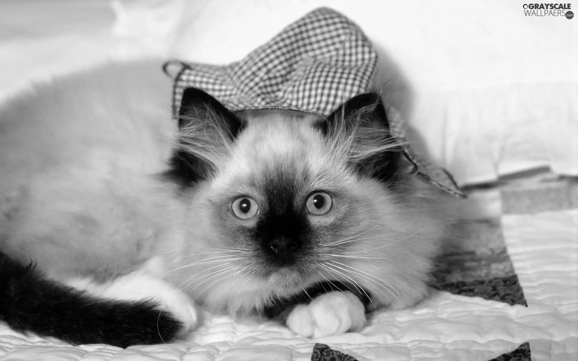 Siamese Cat, Bonnet