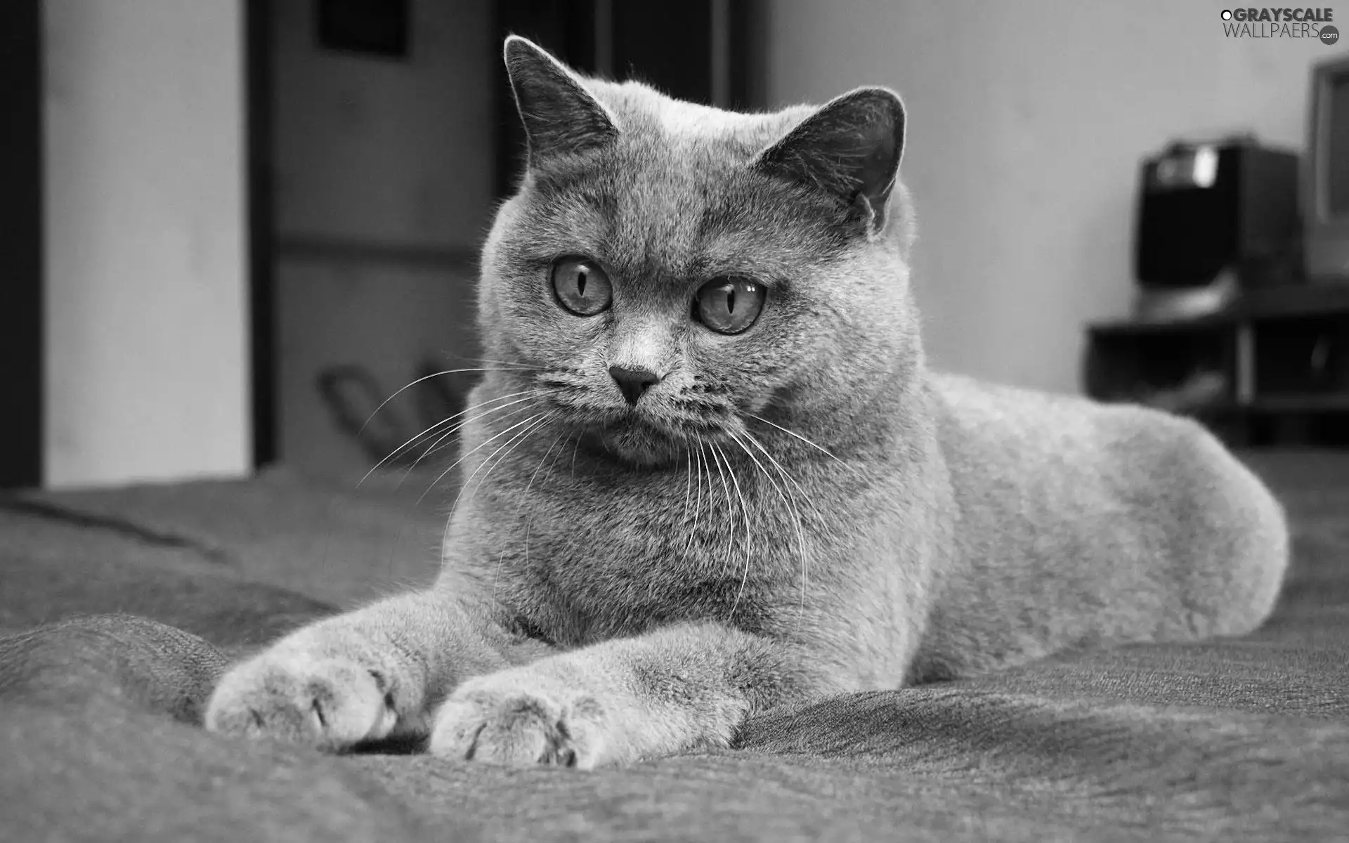 Gray, British Cat