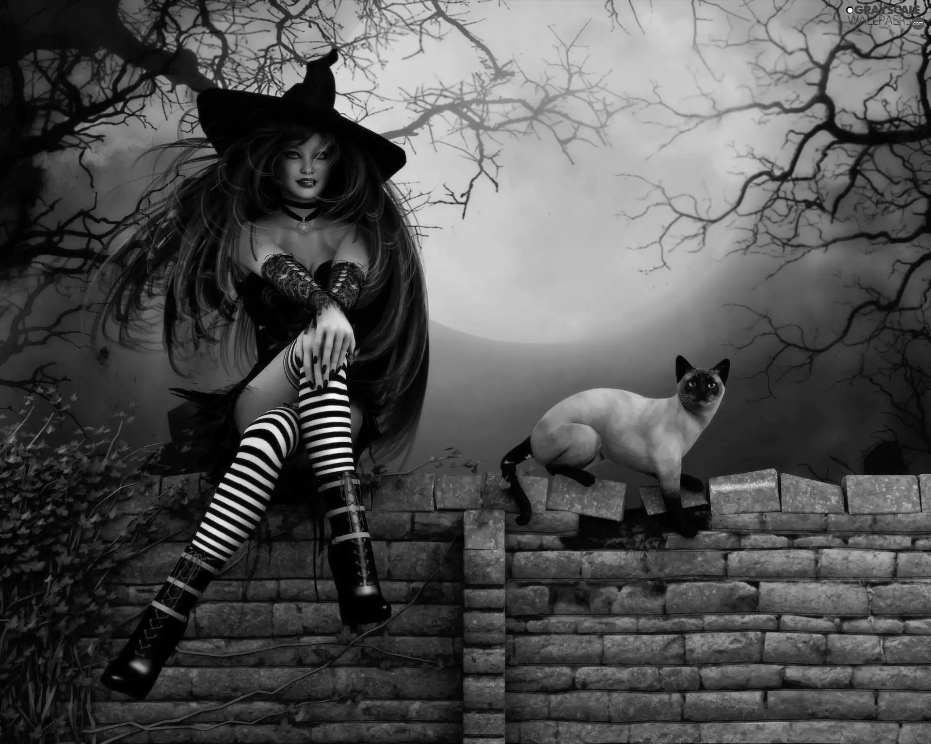 halloween, witch, cat, Women