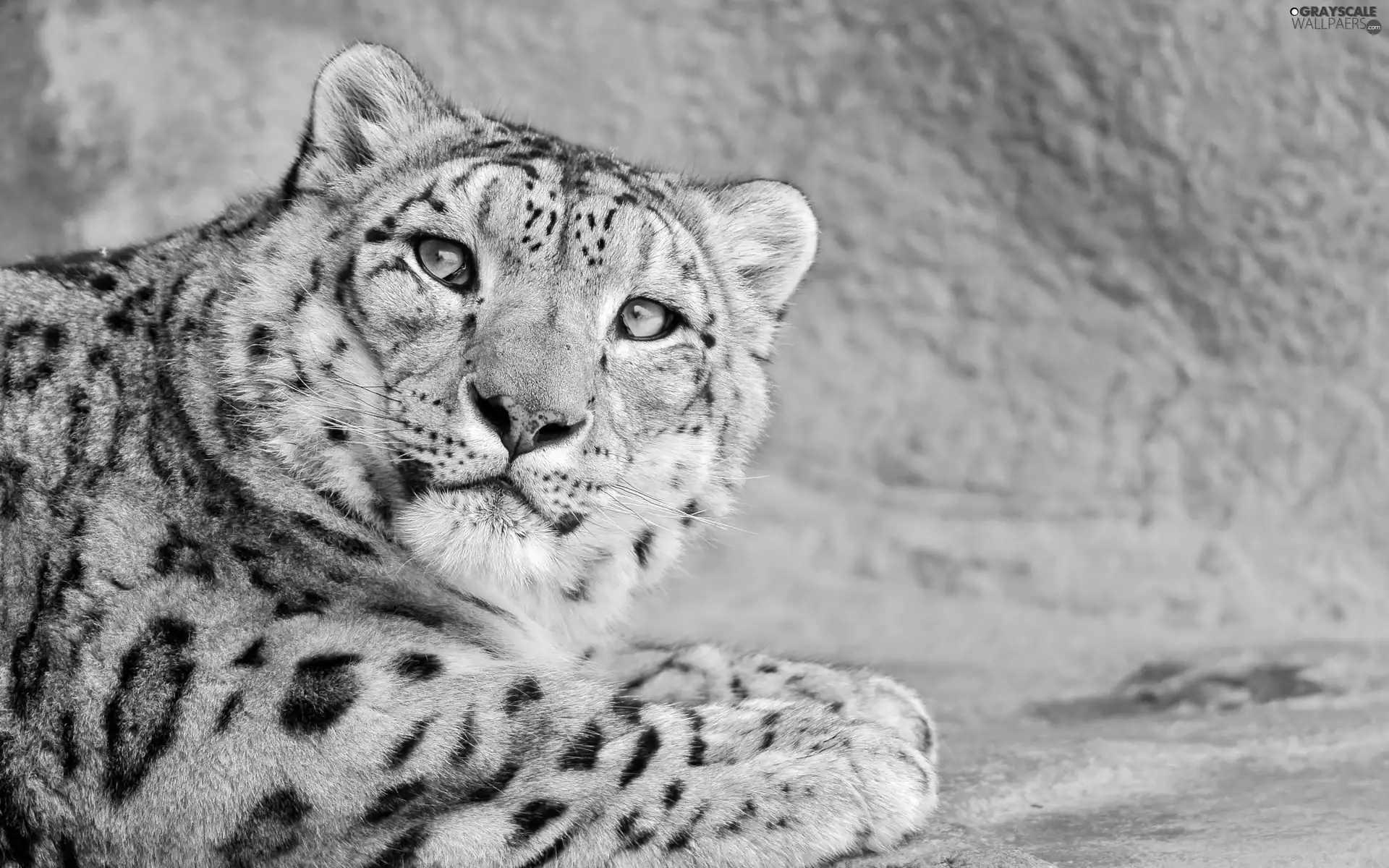 snow leopard, wild, cat, head