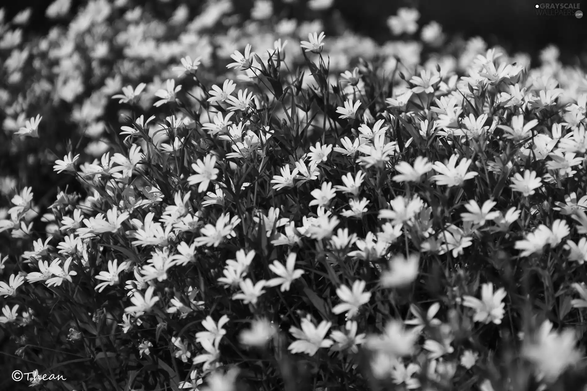 Cerastium, White, Flowers