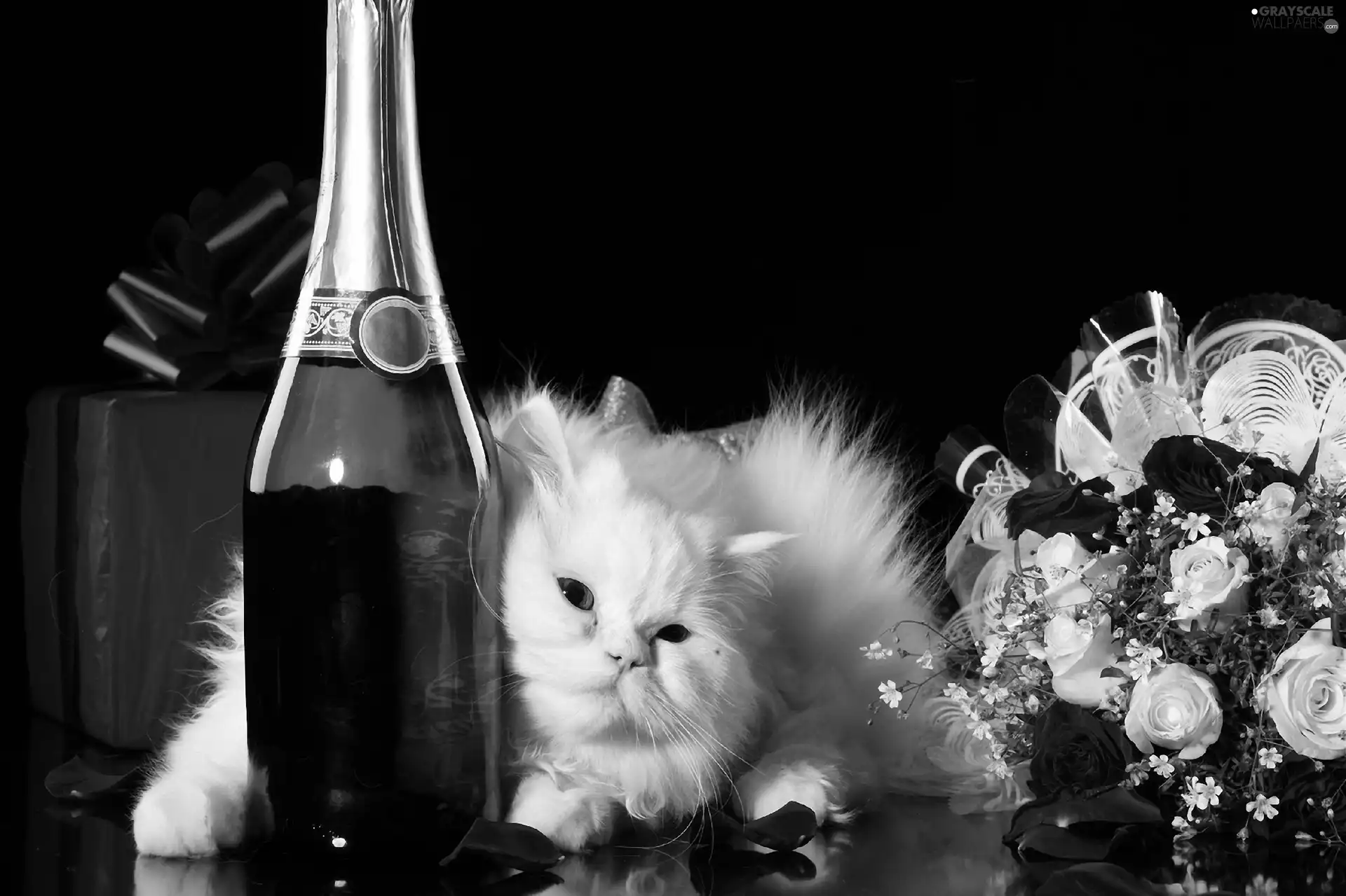 White, bouquet, Champagne, kitten