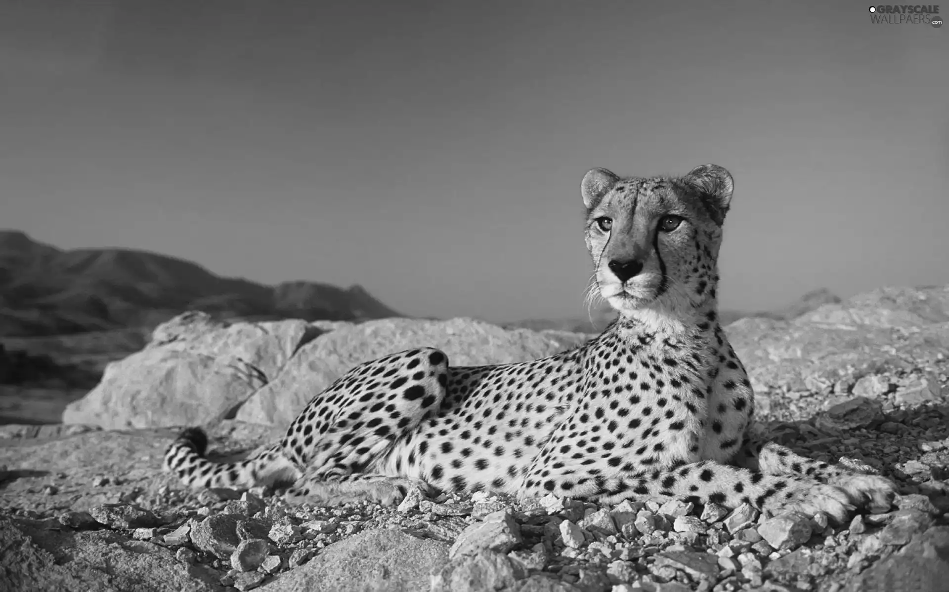 Cheetah, Sky, rocks