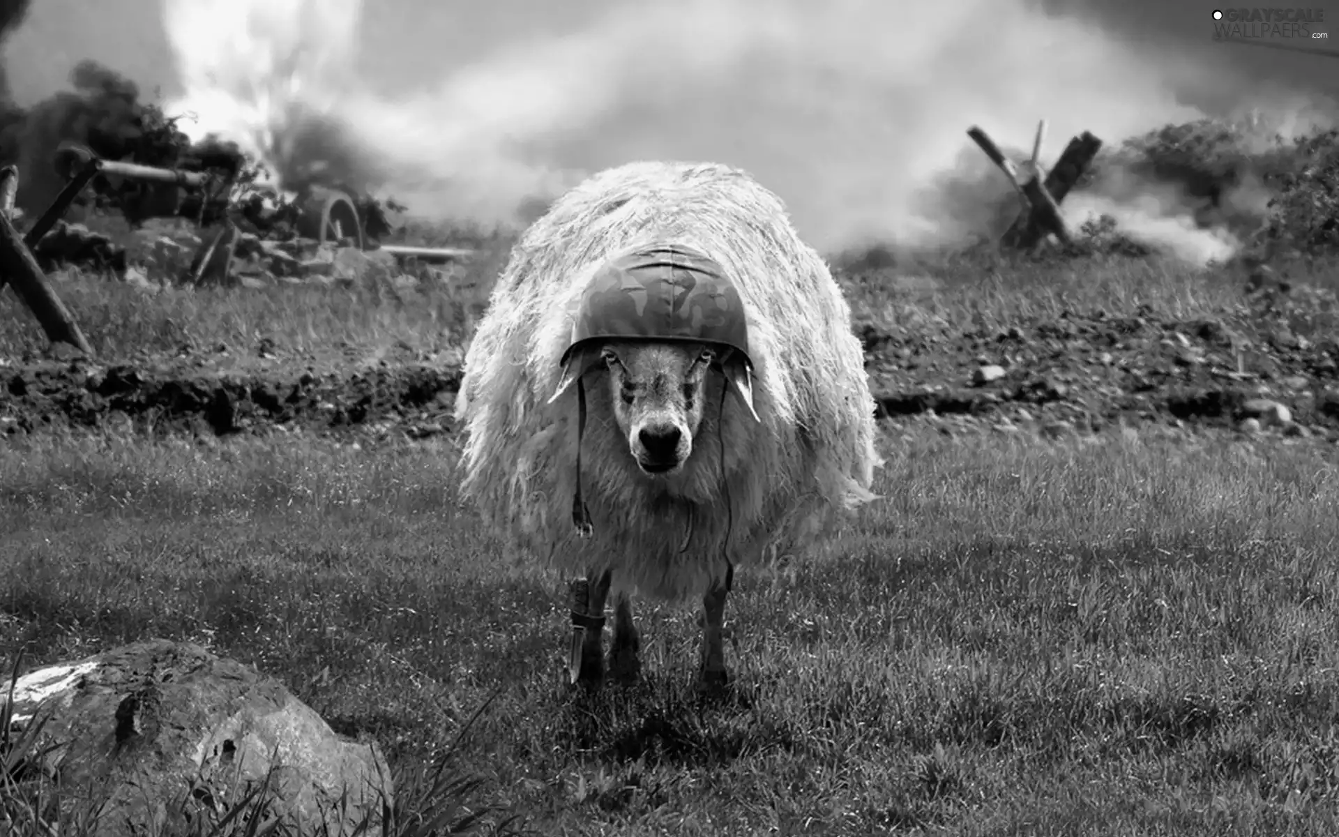 Chelm, war, sheep