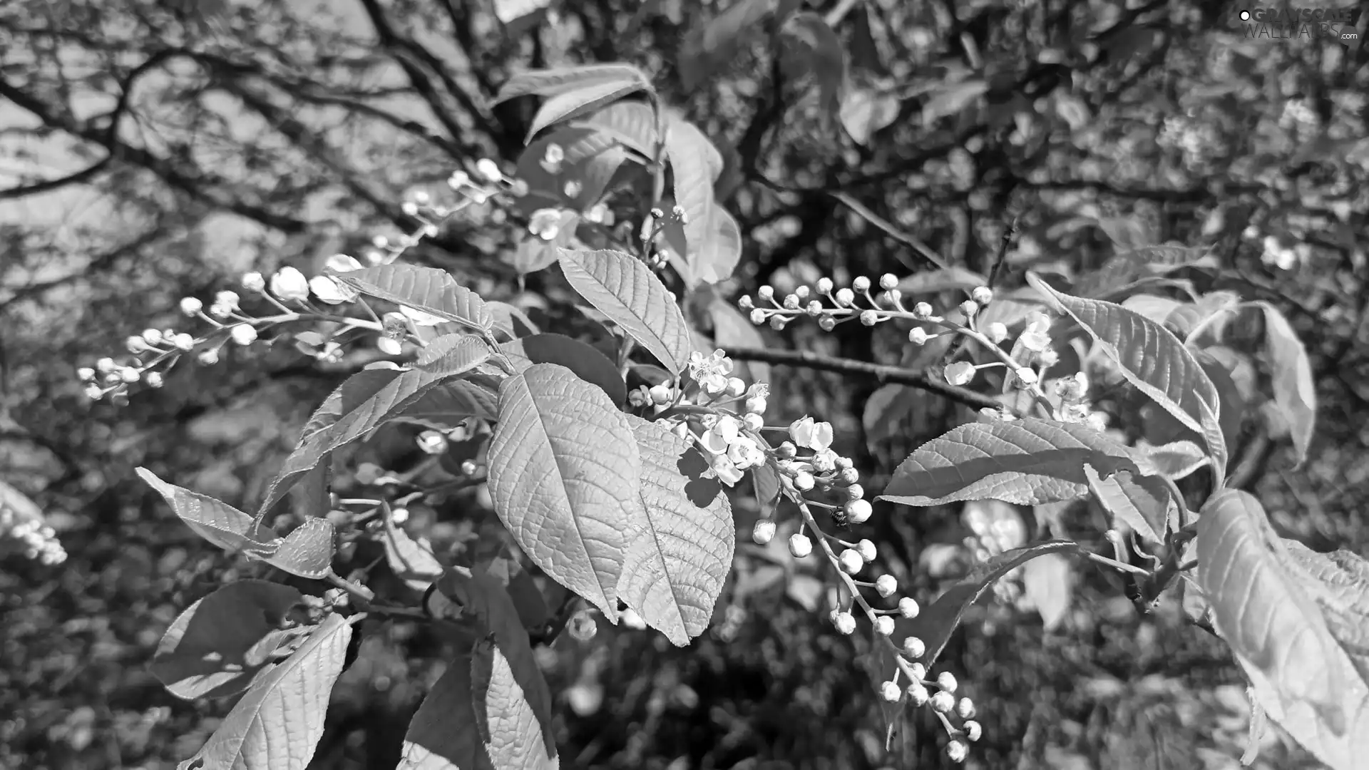 Bird Cherry, Flowers, leaves, White