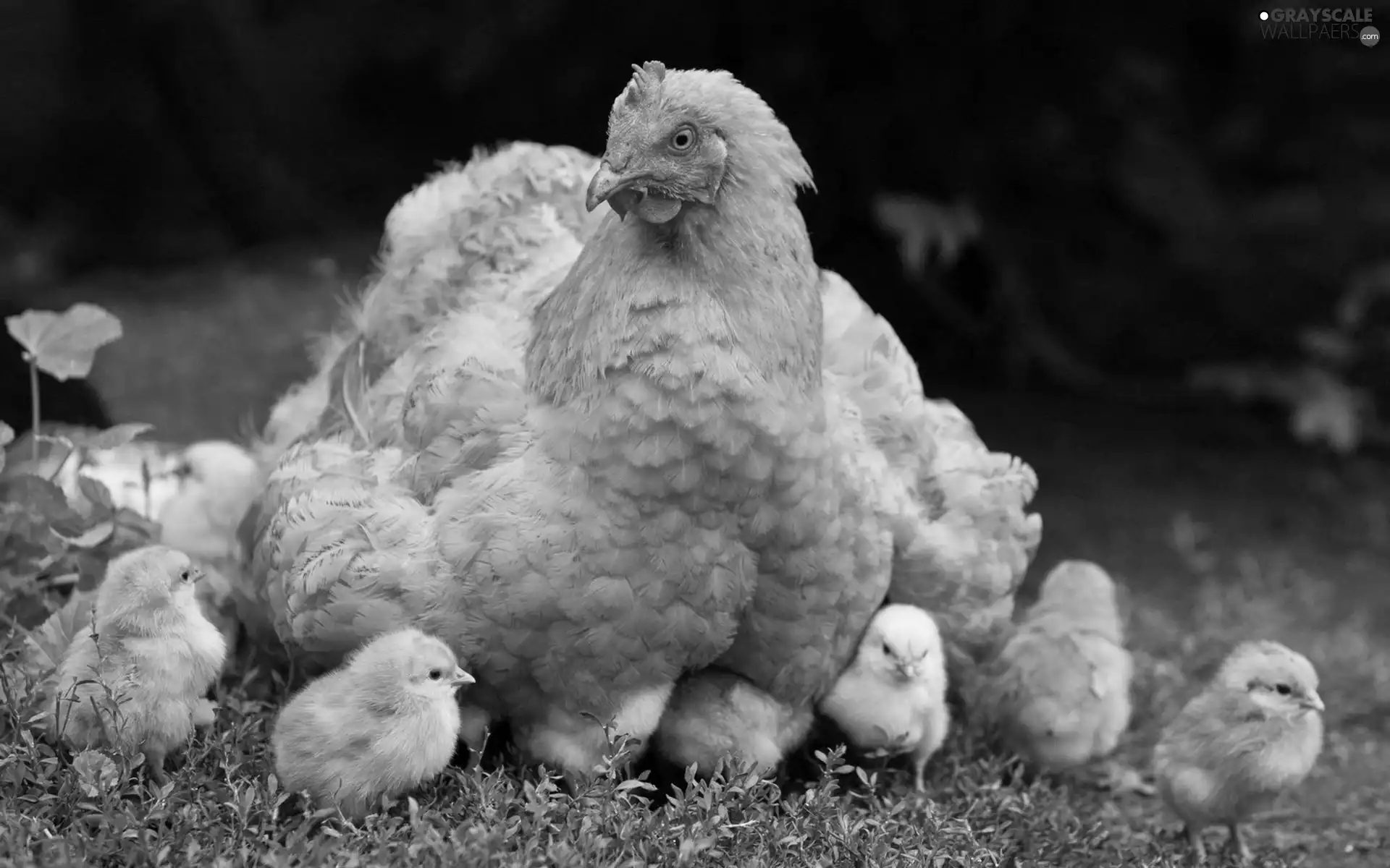 sitter, Chickens