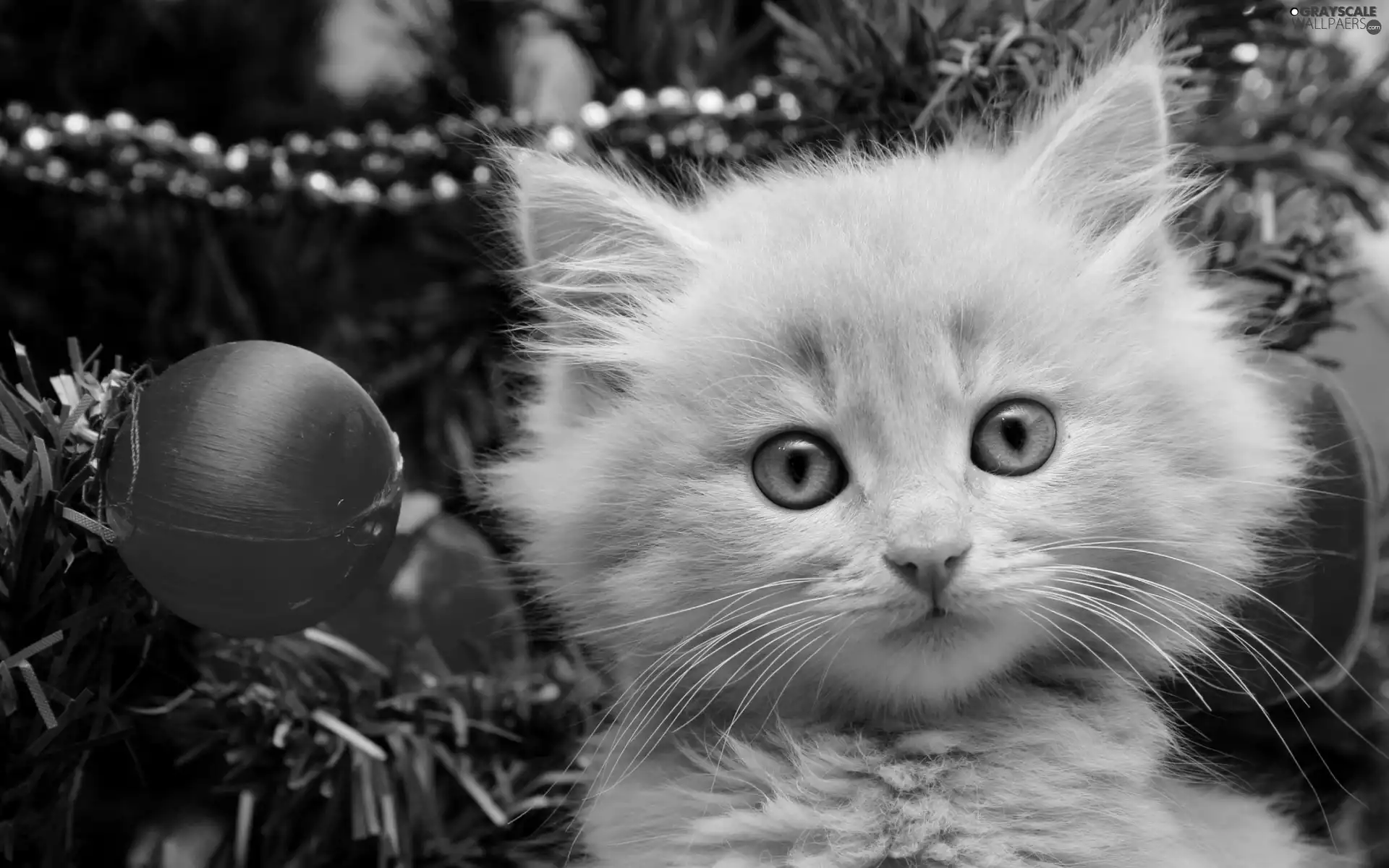 baubles, cat, christmas tree
