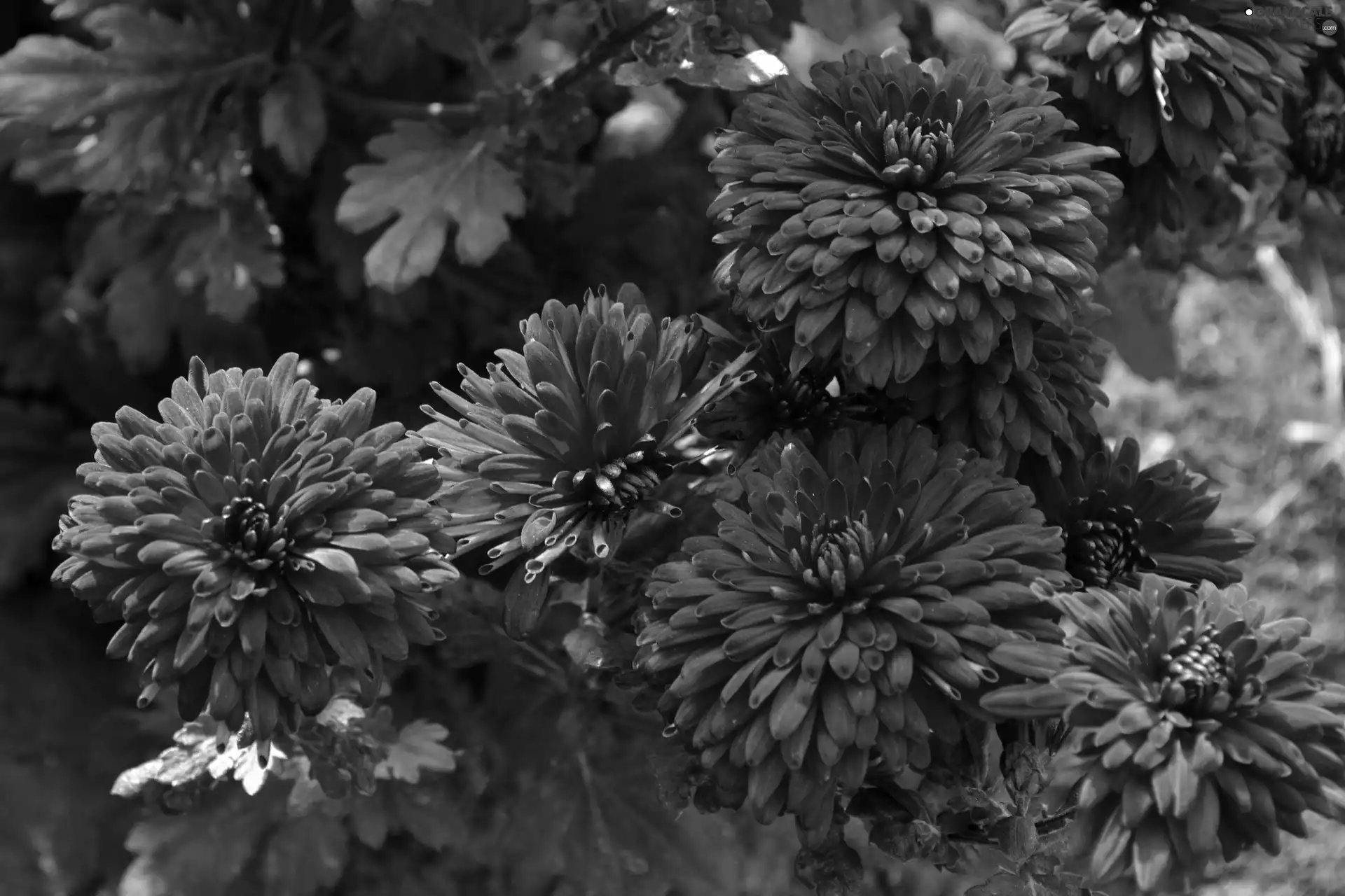 chrysanthemum, All Souls