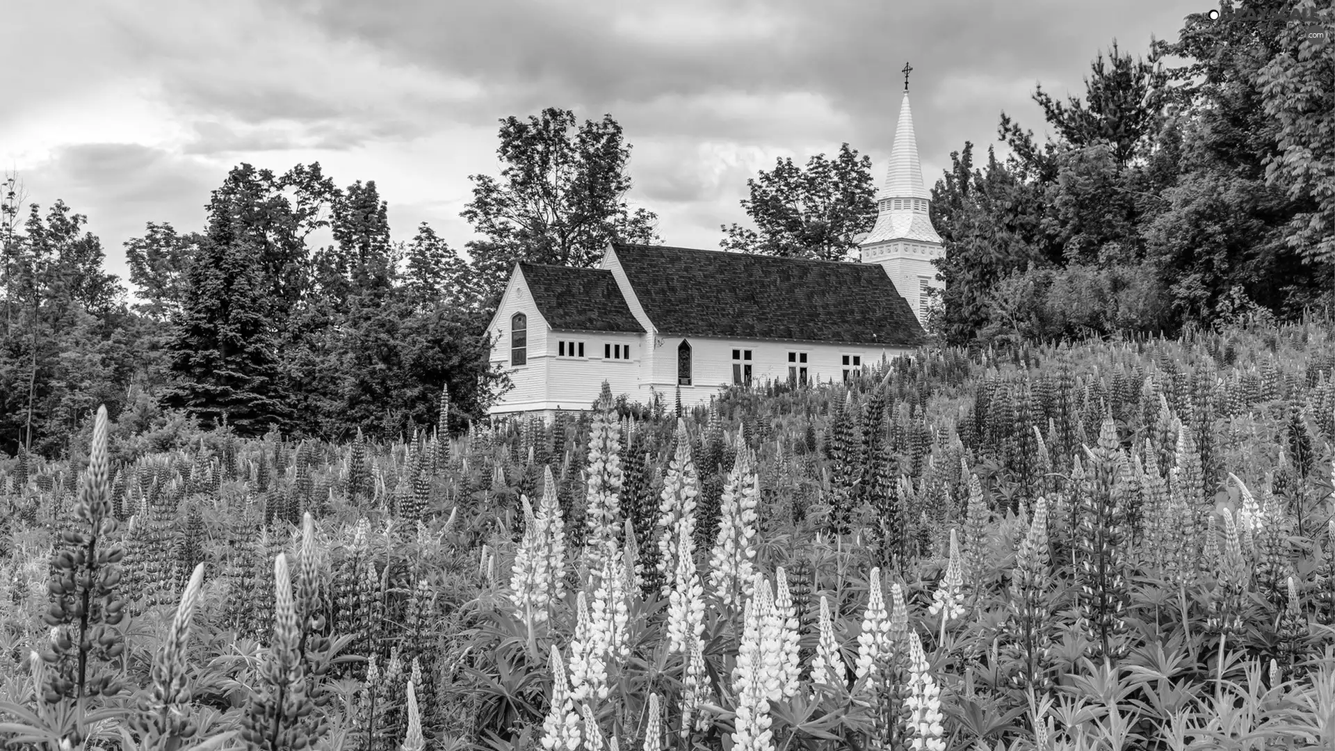 lupine, viewes, Church, trees