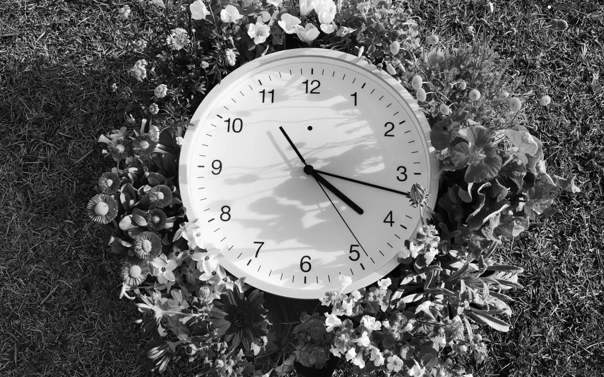 Lawn, Flowers, Clock, flowerbed